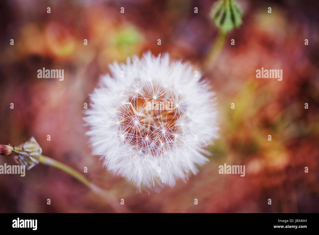 Abstrakte Löwenzahn Foto in den roten Hintergrund Stockfoto