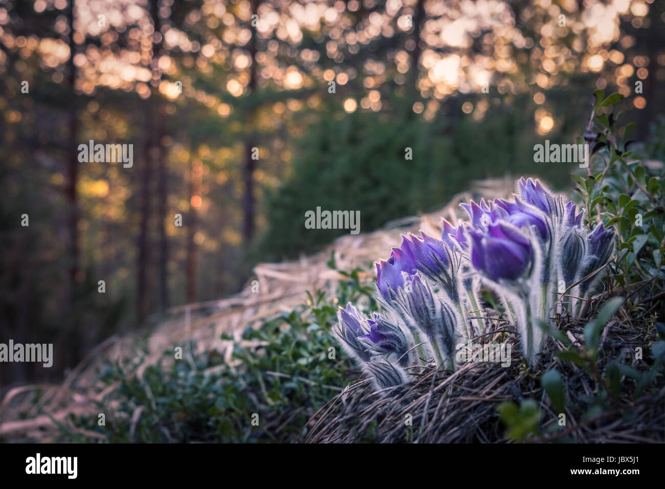 Sehr seltene Pulsatilla Patens Blume im Abendlicht und schön Stockfoto