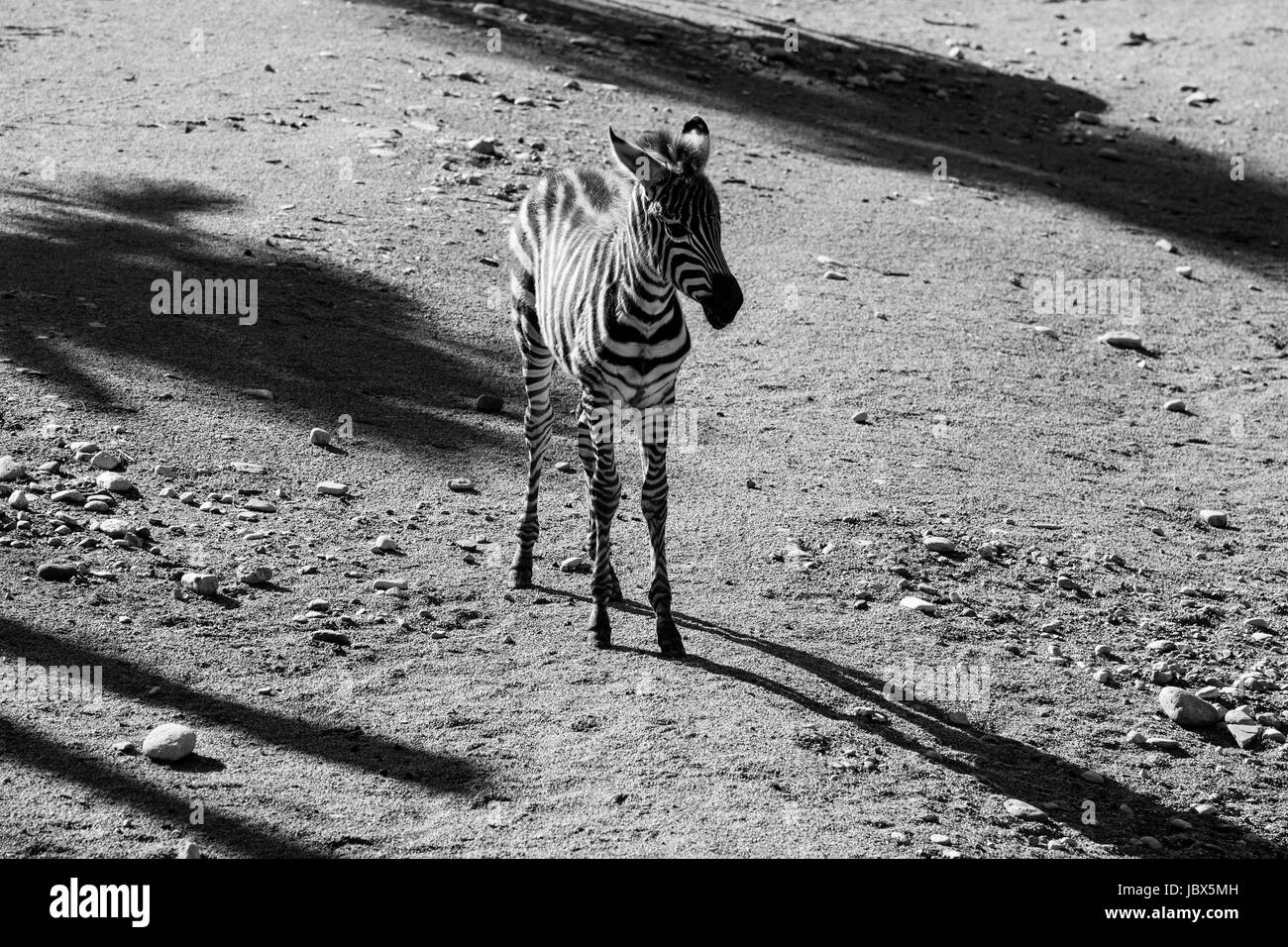 Zebra-Welpen - schwarz / weiß-Tiere-Porträts Stockfoto