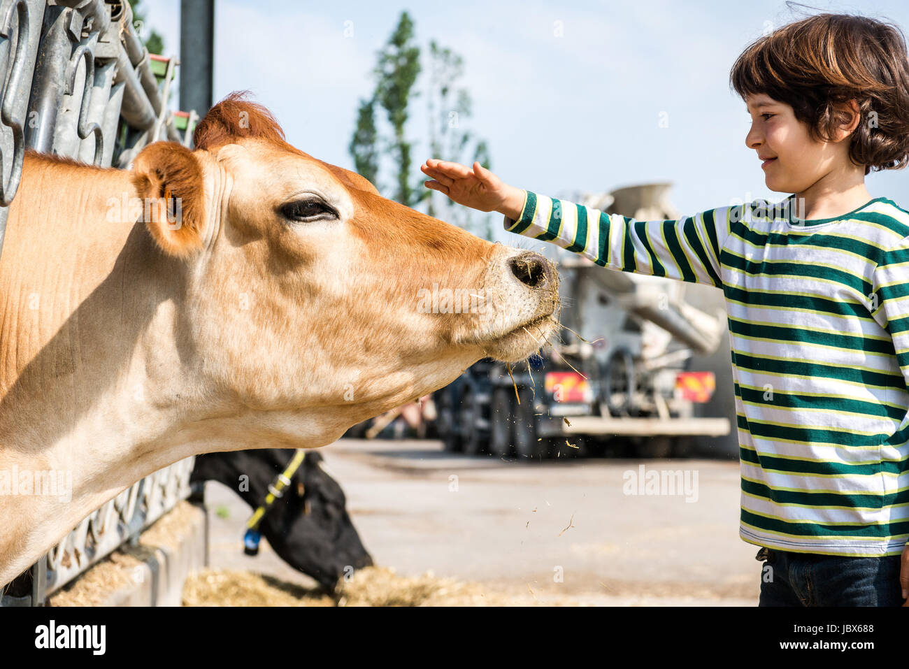 Junge Petting Kuh auf Bio Bauernhof Stockfoto