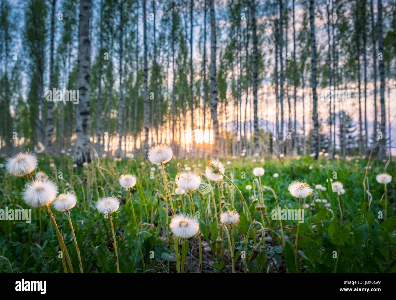 Frische Frühlingslandschaft mit Blumen und Schmetterling am Abend Zeit in Finnland Stockfoto