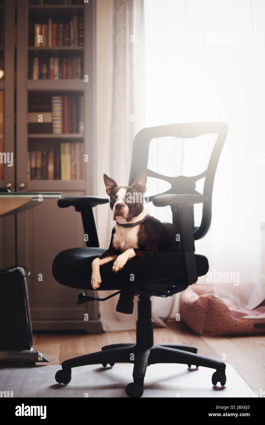 Porträt von Boston Terrier liegend mit Blick vom Bürostuhl Stockfoto