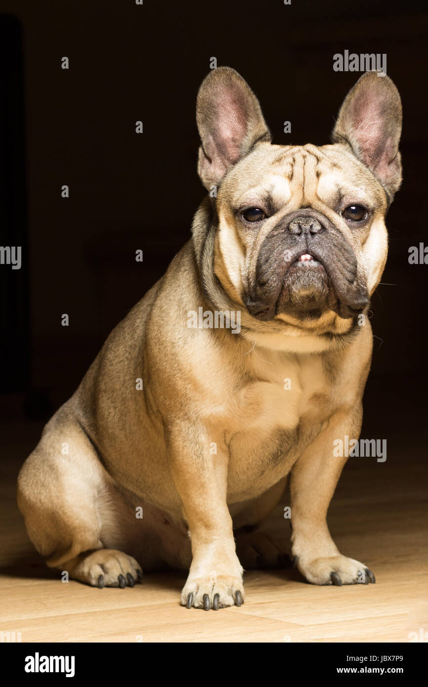 Französische Bulldogge Fawn Farbe, schwarzer Hintergrund Stockfotografie -  Alamy