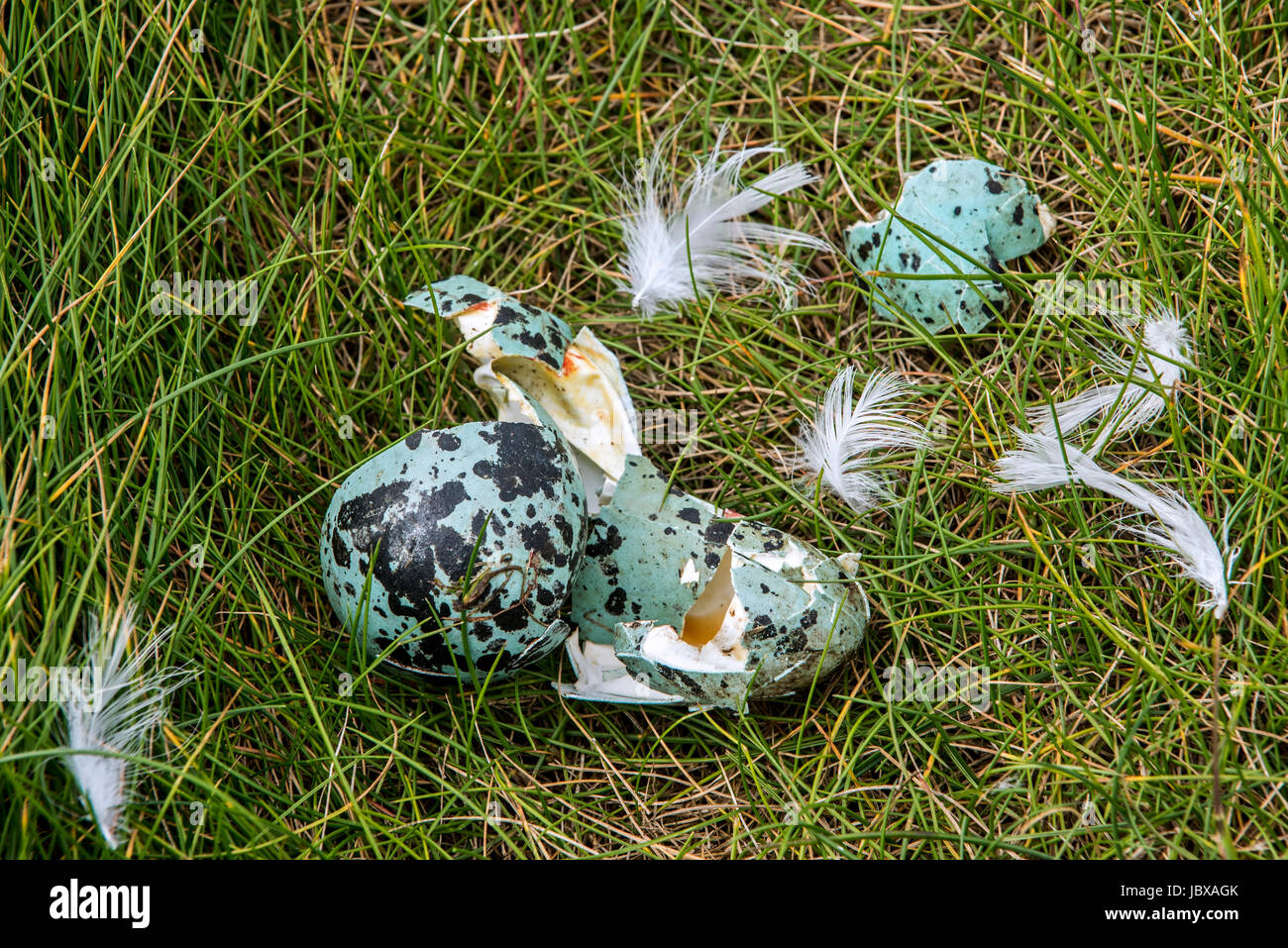 Zurückdatierte Eierschalen von common Murre / gemeinsame Guillemot (Uria Aalge) gebrochen und gegessen von Silbermöwe oder Great Skua, Schottland, UK Stockfoto