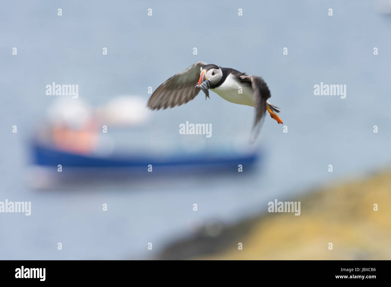 Papageientaucher fliegen mit Schluck Sandaale und Blick auf Boot und Meer im Hintergrund Stockfoto