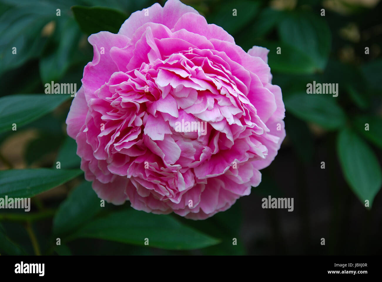 Nahaufnahme von einer rosa Dahlie Blume an natürlichen grünen Hintergrund Stockfoto