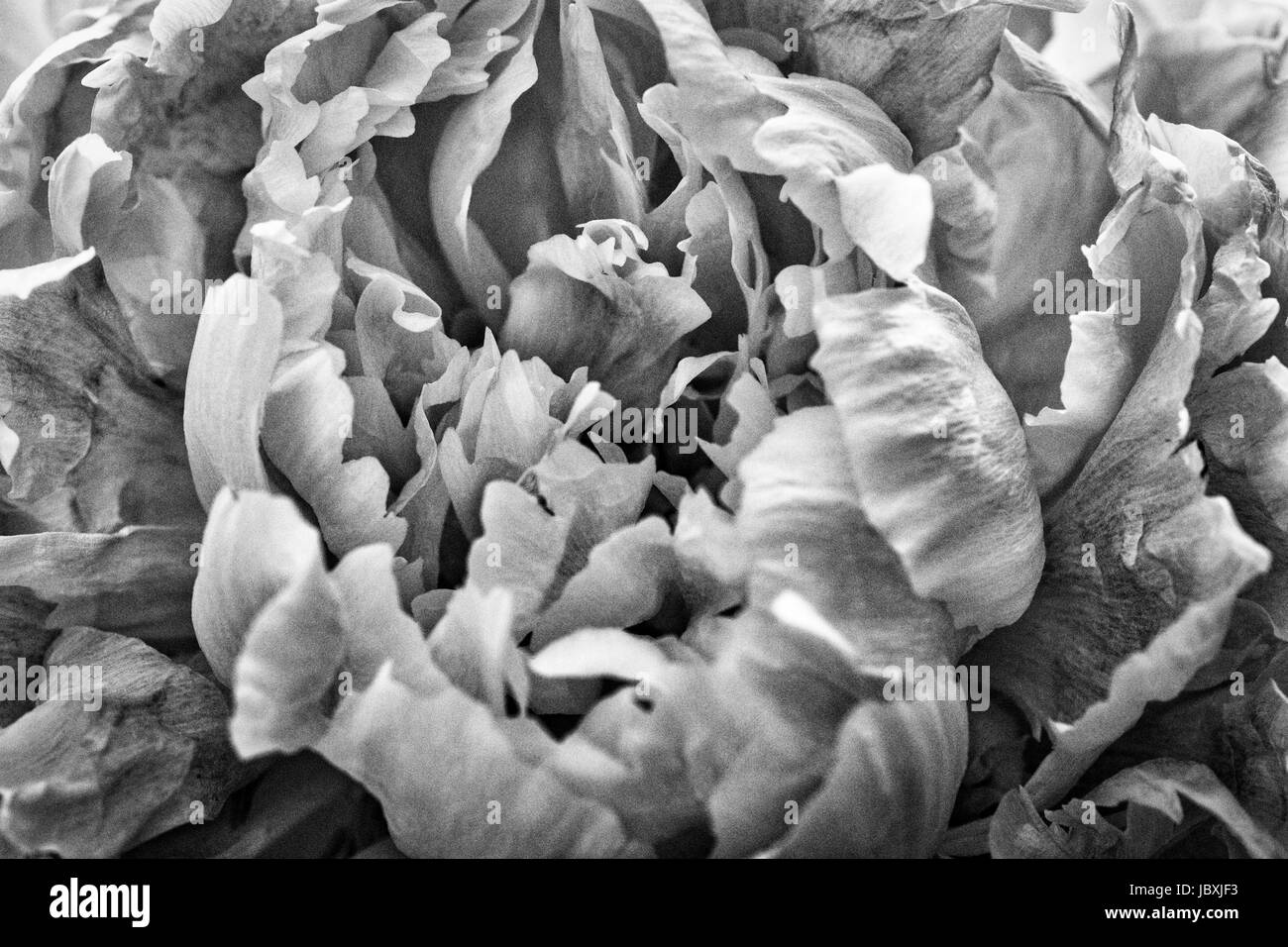 Nahaufnahme von einer Pfingstrose Blütenblätter in schwarz / weiß Stockfoto