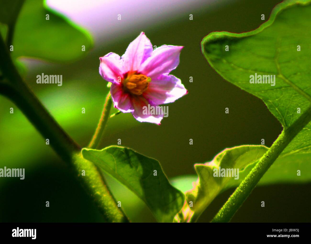 Blüte - Blume der Aubergine - Aubergine - Aubergine-Pflanze Stockfoto