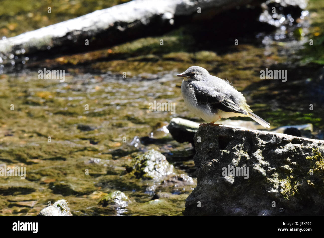 Junge wilde Vogel juvenile Gebirgsstelze (Motacilla Cinerea) thront auf einem Felsen am Ufer Flusses Stockfoto