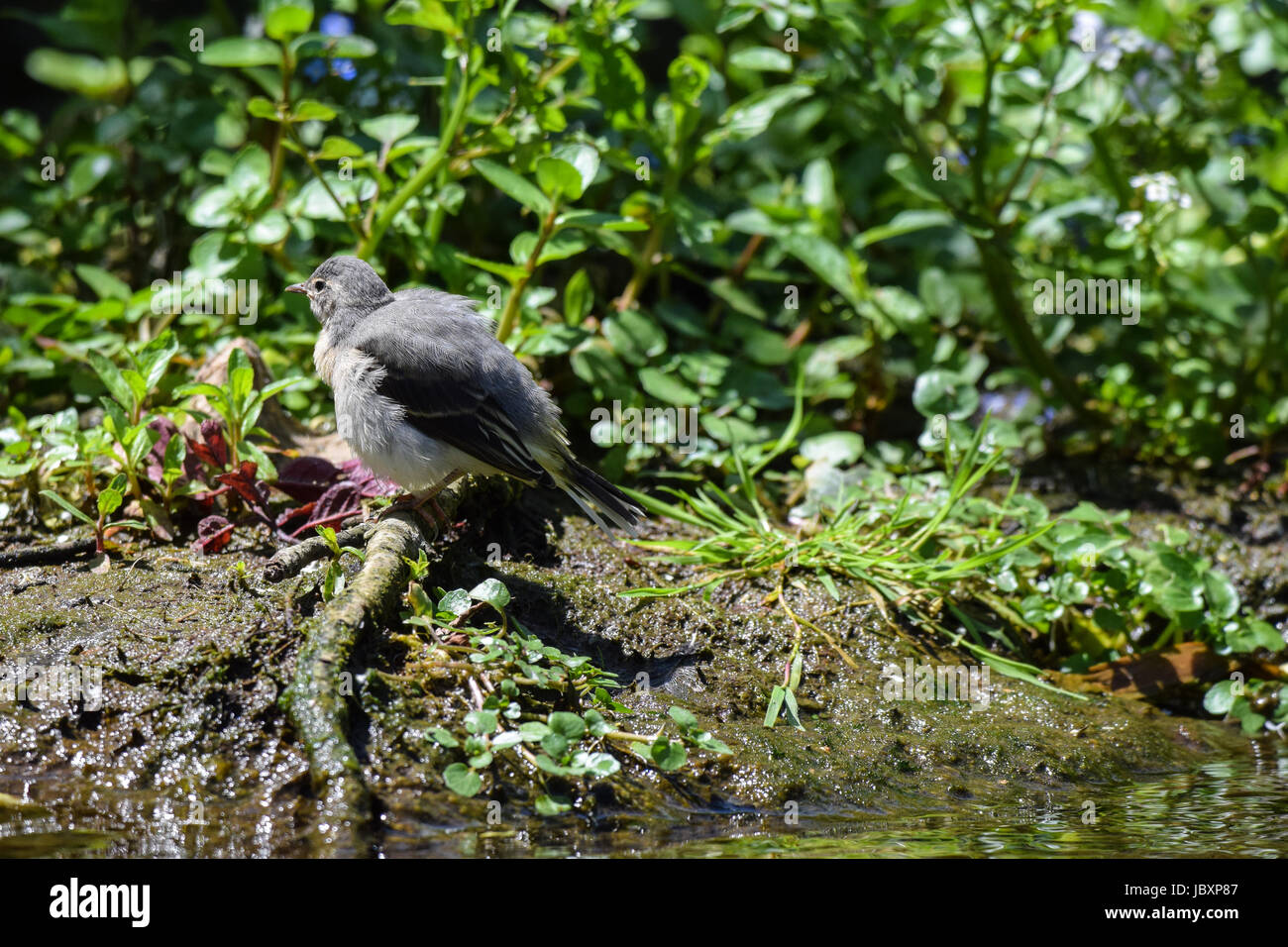 Juvenile Gebirgsstelze junge wilde Vogel am Ufer Flusses Stockfoto