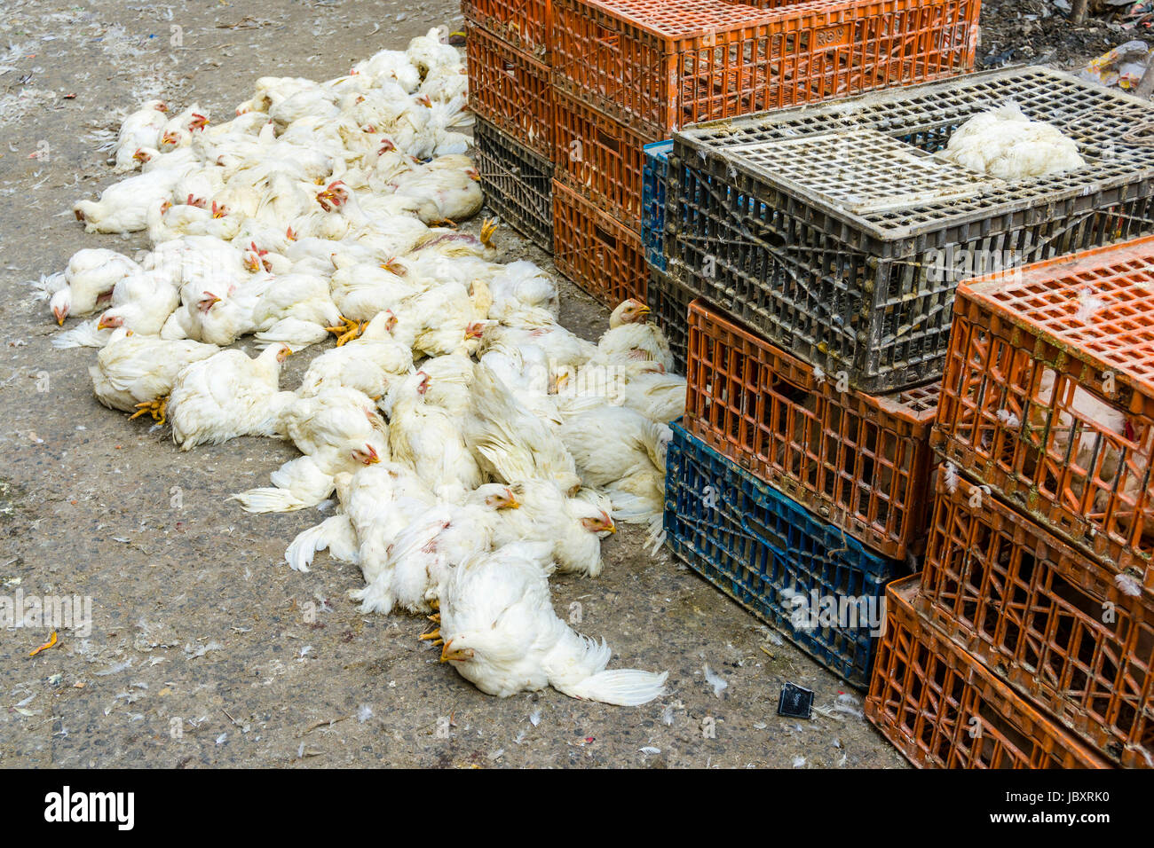 Huhn sind gemeinsam am Huhn Großhandelsmarkt in den Vorort neuer Markt gebunden Stockfoto