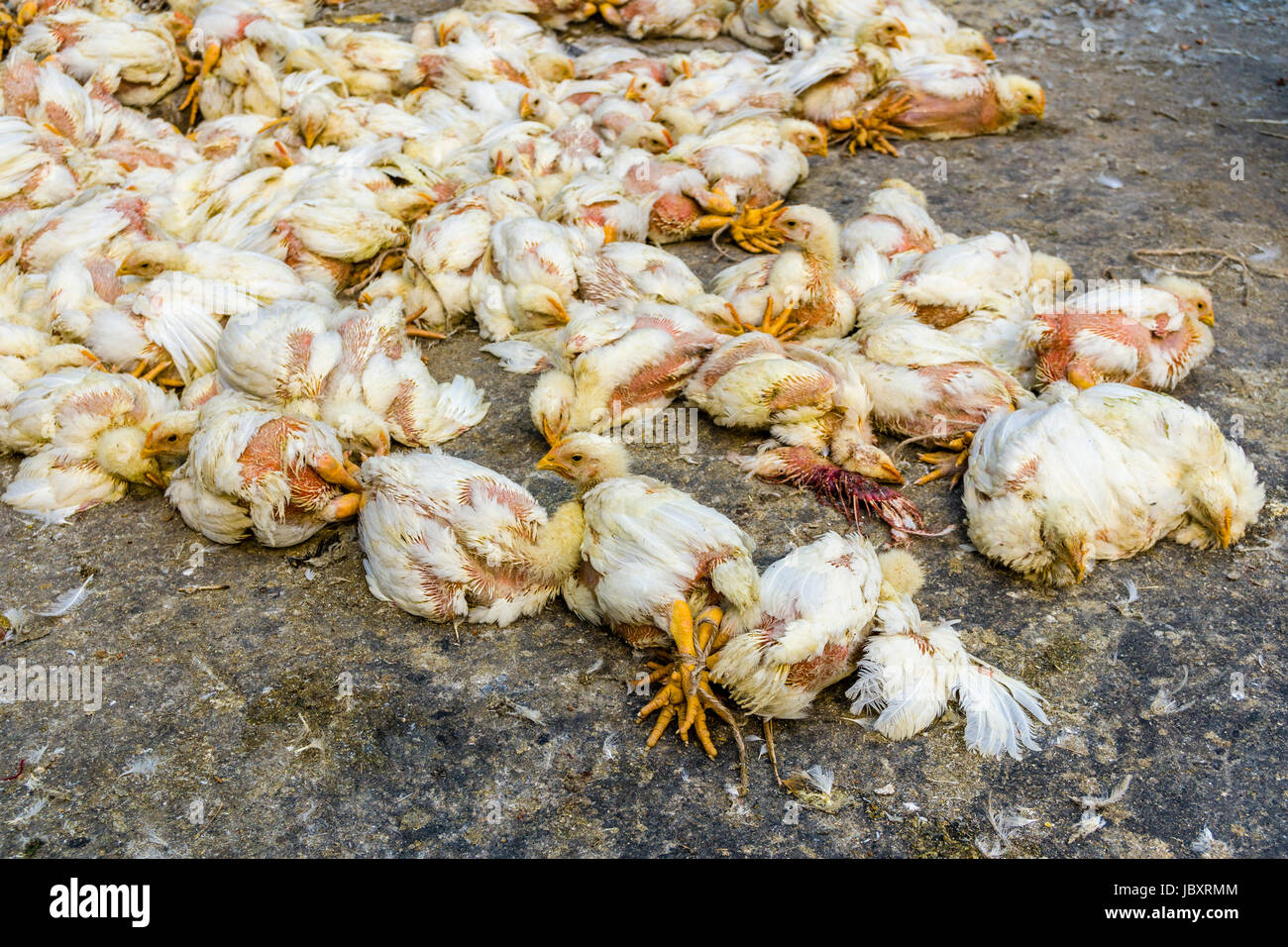 Huhn sind gemeinsam am Huhn Großhandelsmarkt in den Vorort neuer Markt gebunden Stockfoto