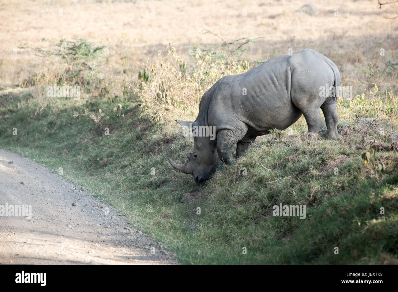 Nashörner in den Lake Nakuru National park Stockfoto