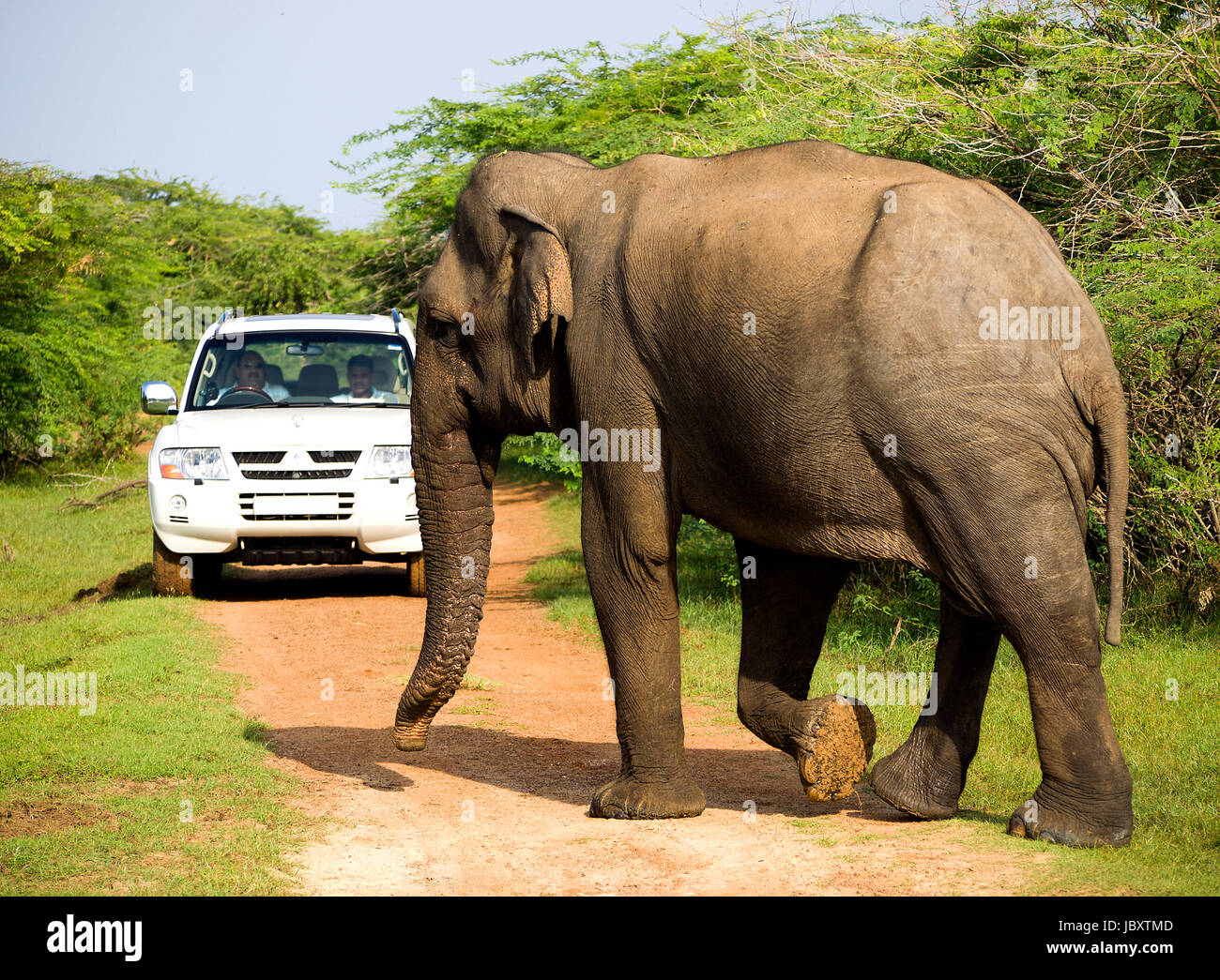Wilde Elefanten ist kreuzt der Weg im Safari im Nationalpark Stockfoto