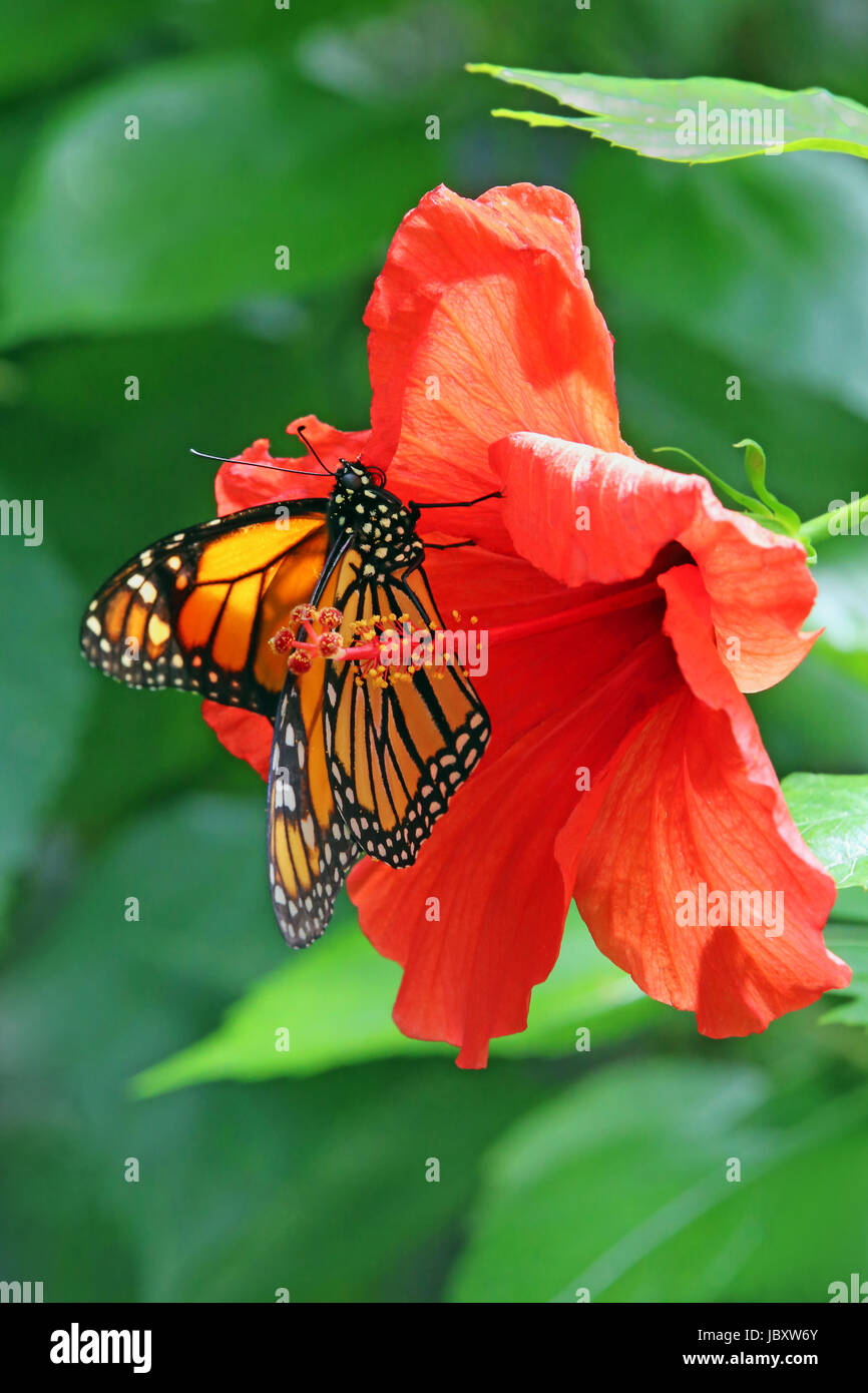 Monarch butterfly auf Hibiskus Stockfoto