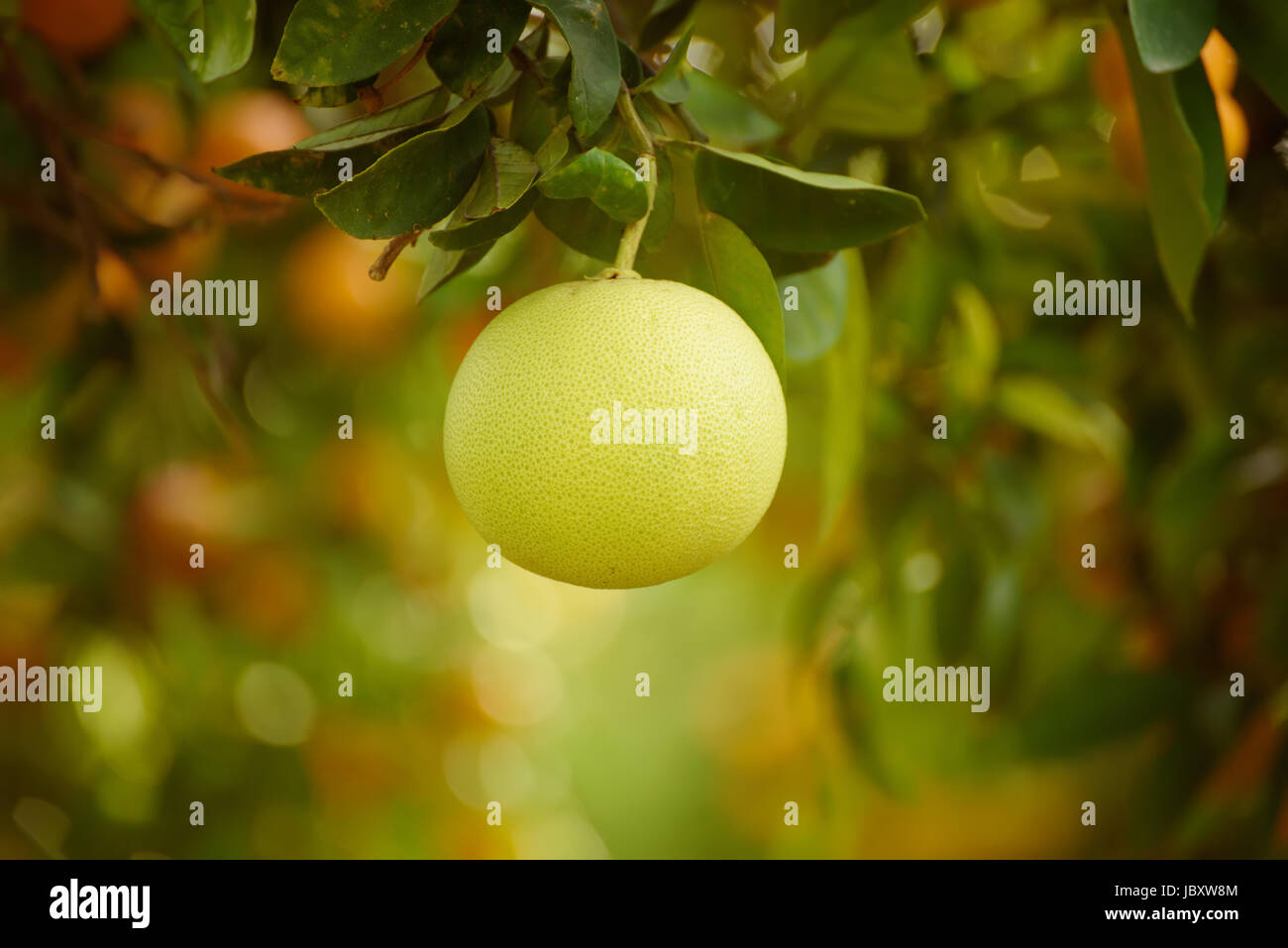 Pomelo Tree Stockfotos und bilder Kaufen Alamy