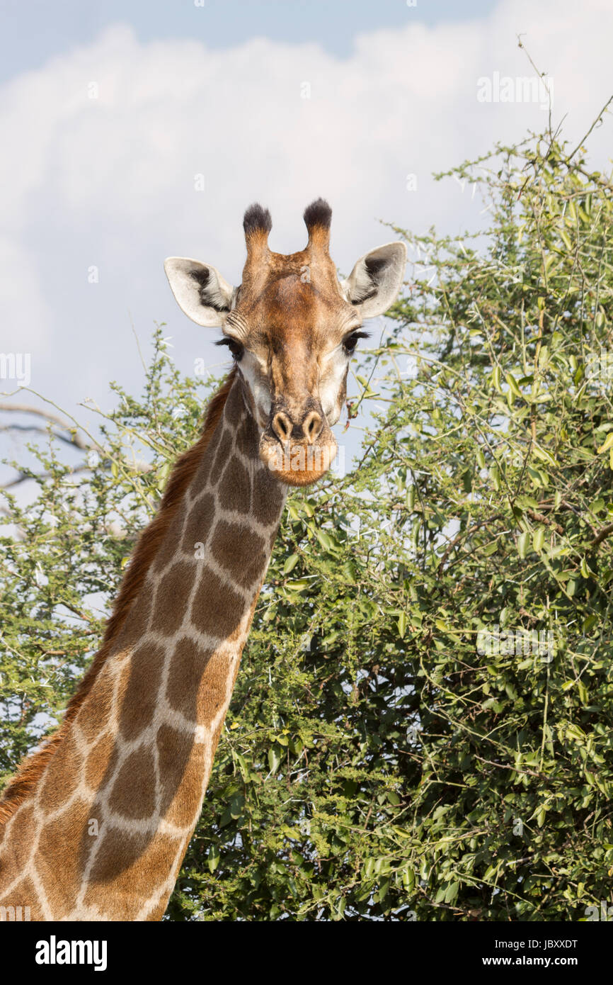 Giraffe (Giraffa Plancius), South African Giraffe oder Cape Giraffe (Giraffa Giraffe Giraffa) Stockfoto