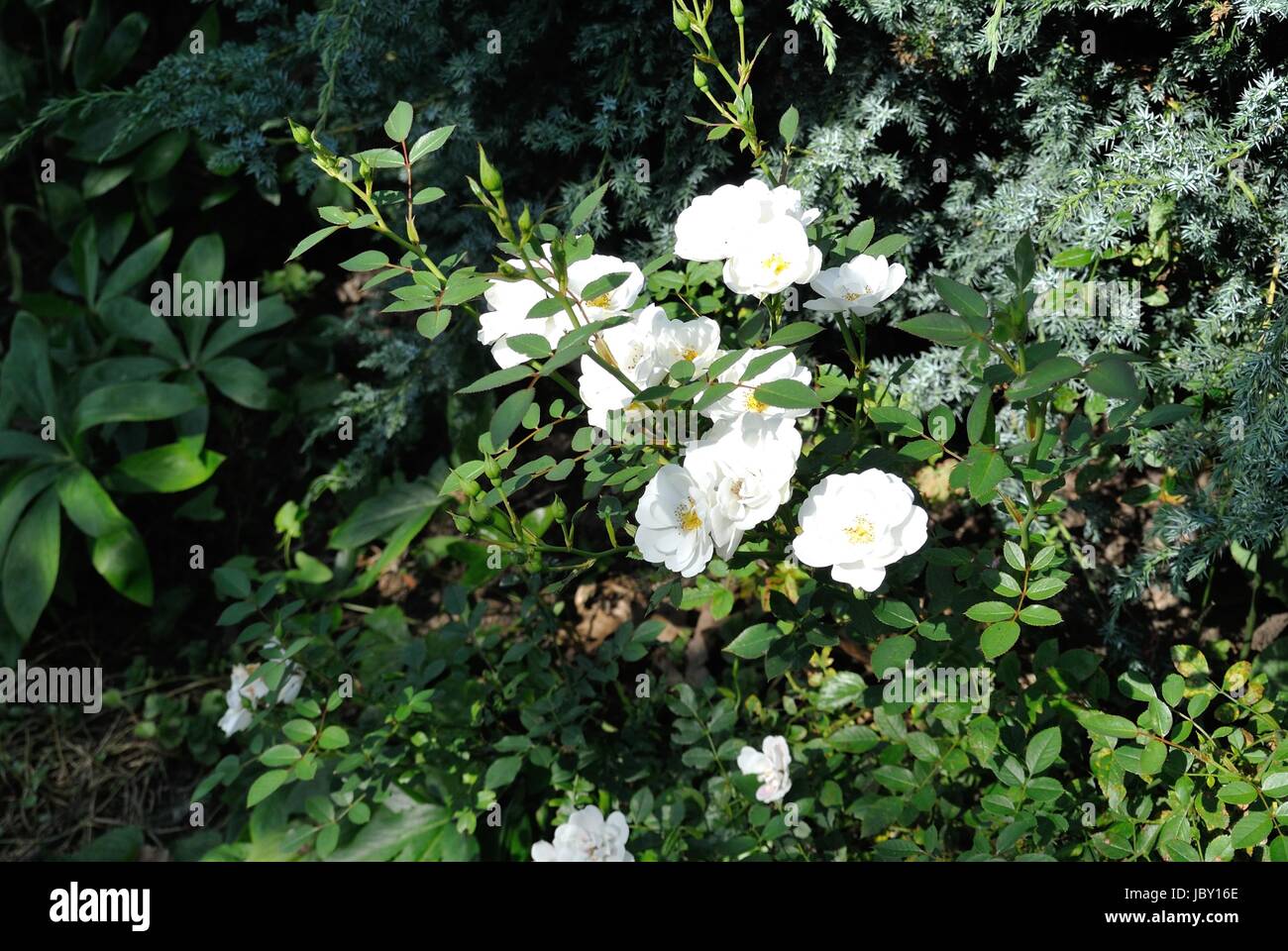 Wandern Wandern Stockfoto