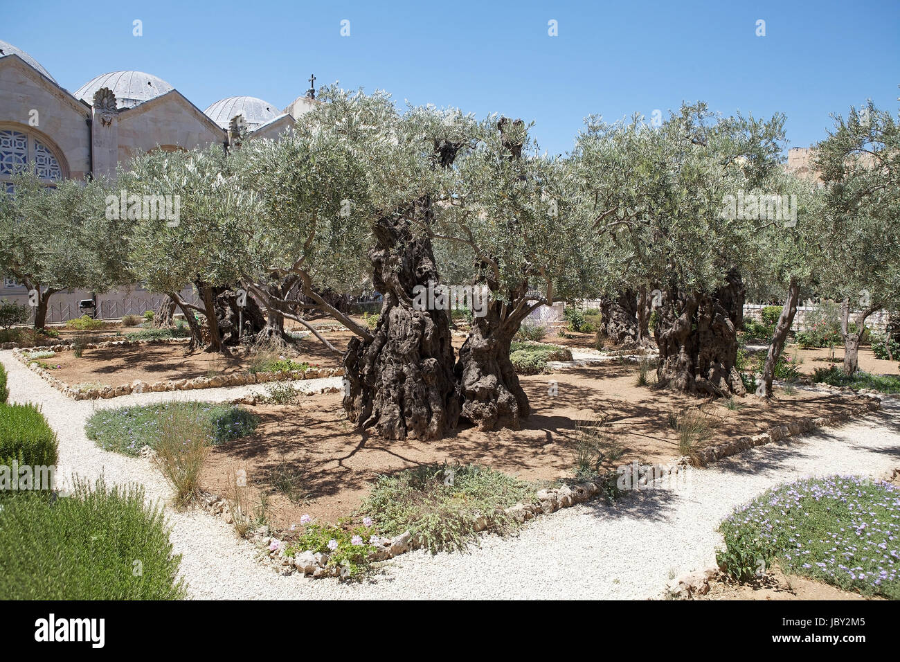 Oliven-Bäume im Garten Getsemani am Ölberg, Jerusalem, Israel Stockfoto