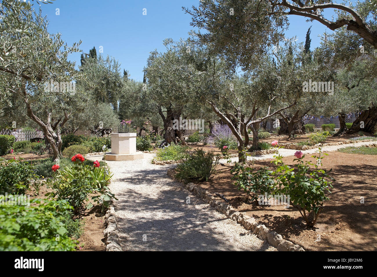 Oliven-Bäume im Garten Getsemani am Ölberg, Jerusalem, Israel Stockfoto
