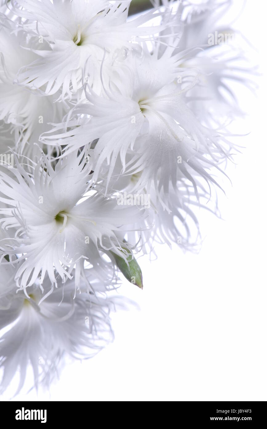 White Mini Nelke Blumen auf weißem Hintergrund Stockfoto