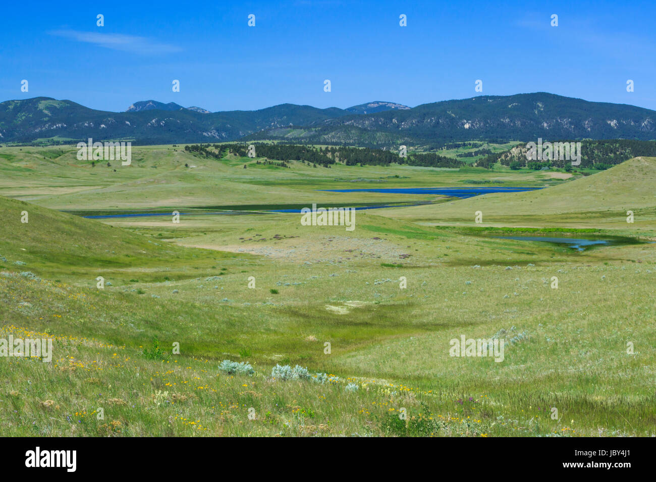 Feuchtgebiet unter den kleinen Rocky Mountains in der Nähe von schlichteten, montana Stockfoto
