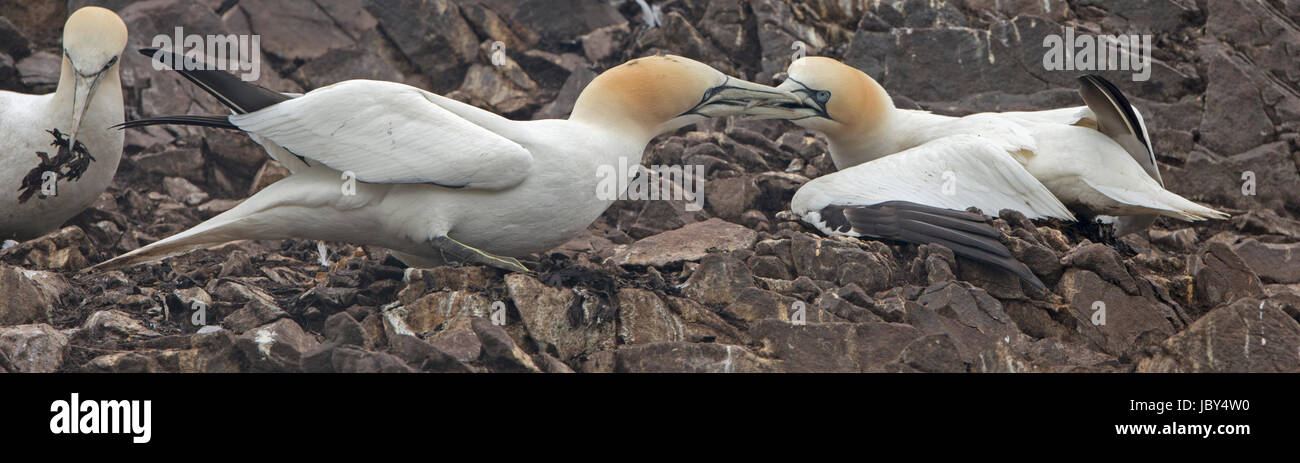 Basstölpel kämpfen auf die Tölpelkolonie auf dem Bass rock Stockfoto