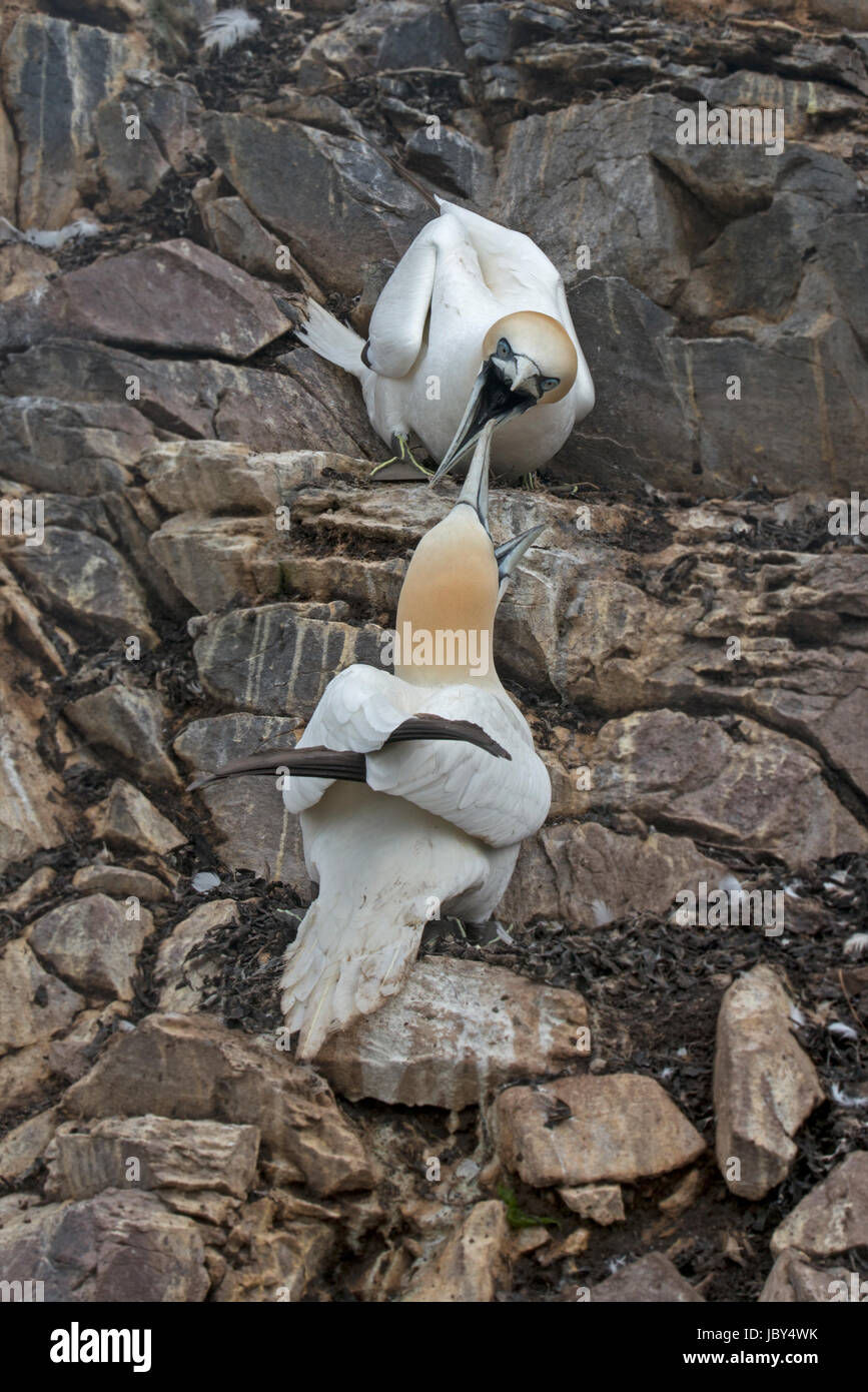 Basstölpel kämpfen auf die Tölpelkolonie auf dem Bass rock Stockfoto