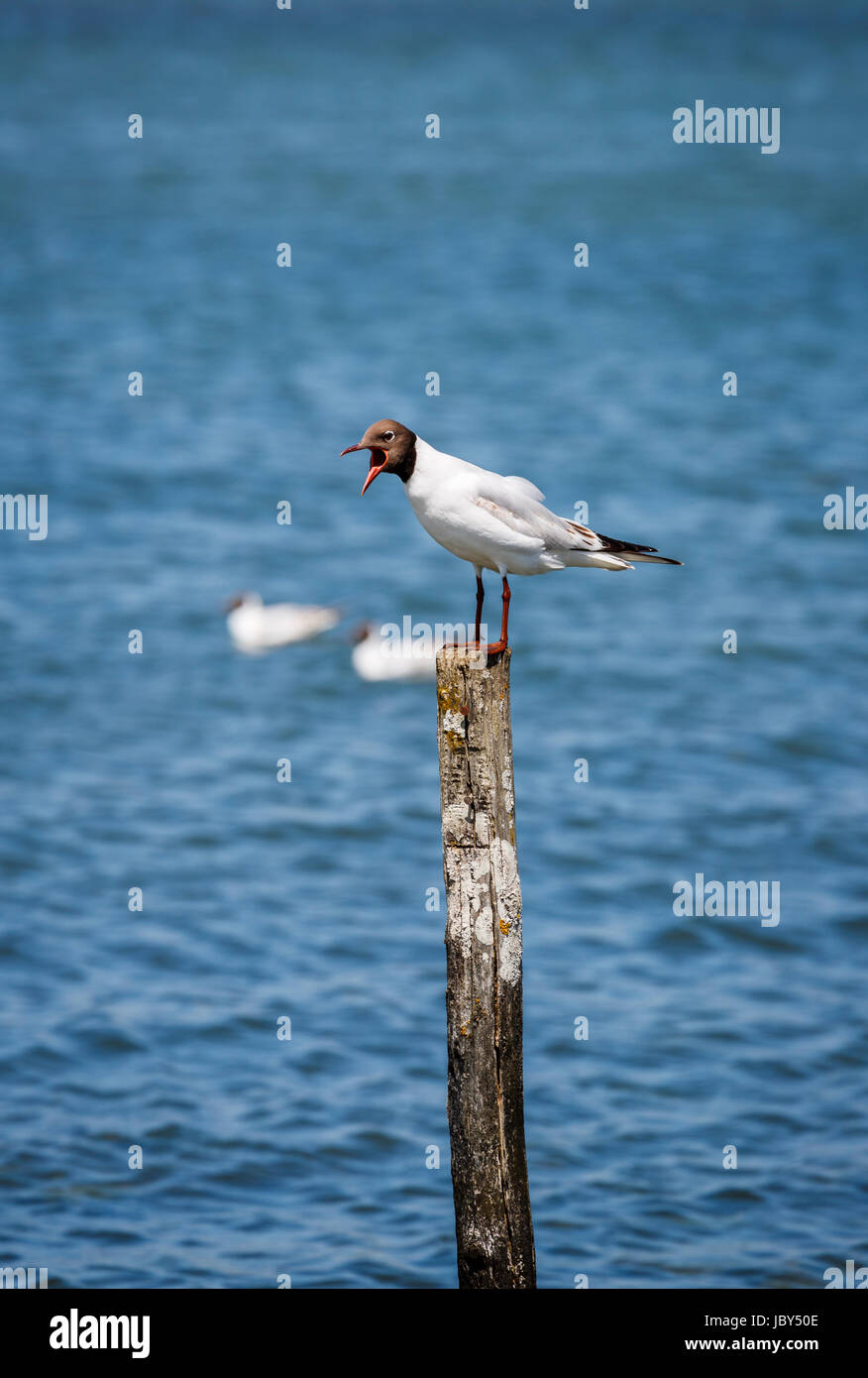 Lachmöwe (Chroicocephalus Ridibundus) hocken auf einem Pfosten, der ruft, Bosham, Chichester Harbour, Südküste, West Sussex, Südengland, Großbritannien Stockfoto