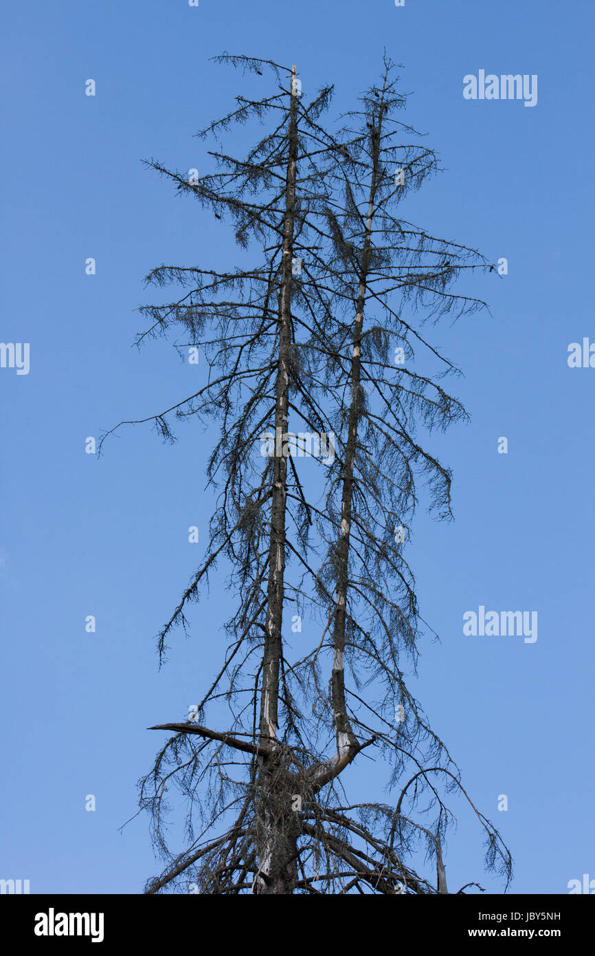 Holz, Borkenkäfer betroffen. Toten Baumstamm und abblätternde Rinde. Russland Stockfoto