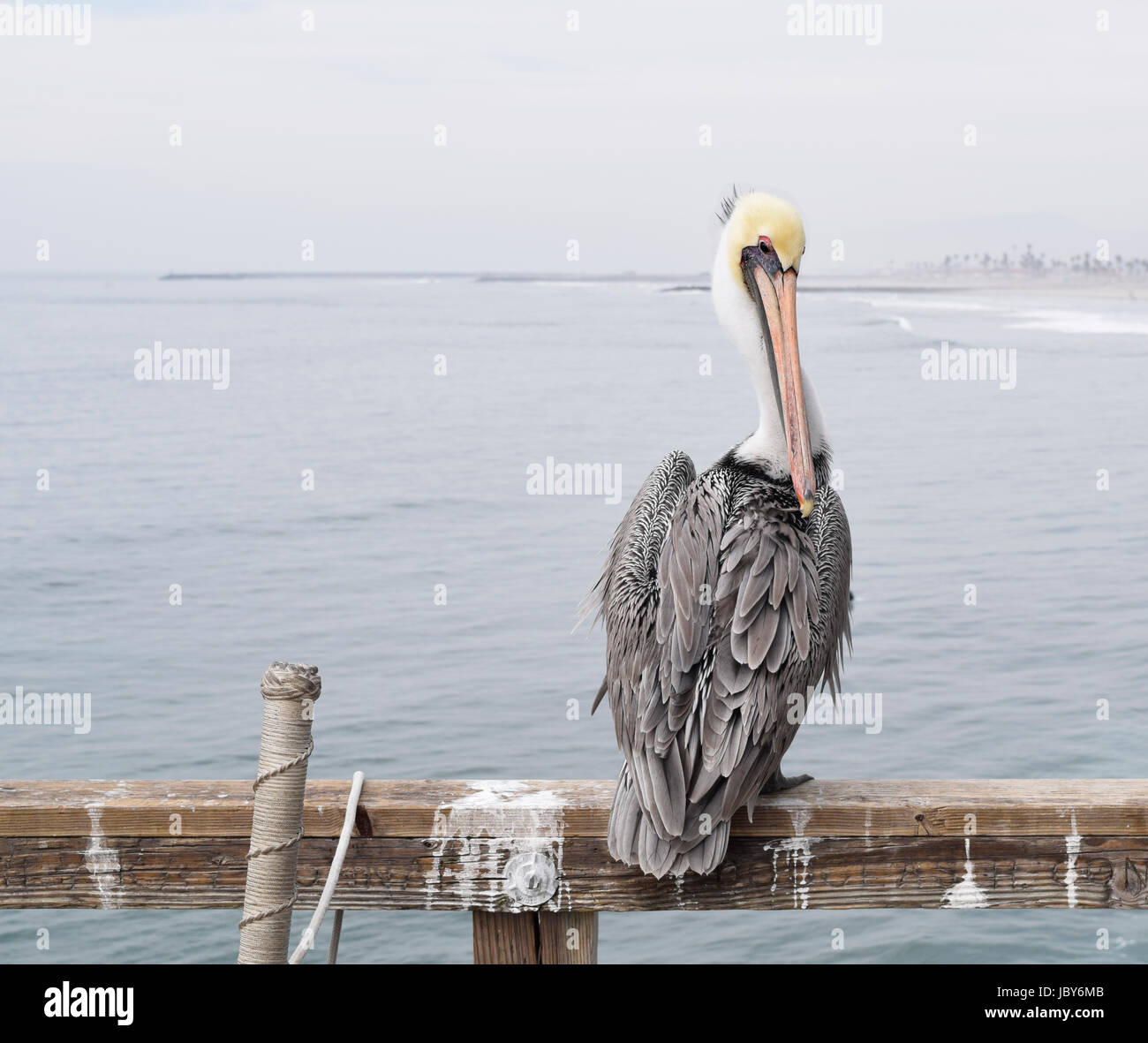 Pelikan am pier Stockfoto