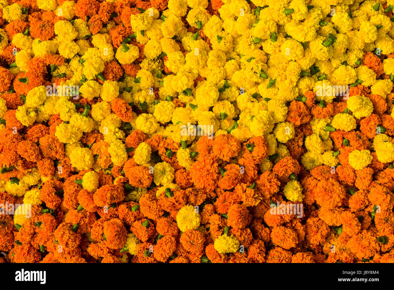 Haufenweise bunte Marygold Blüten werden von Herstellern, die in der täglichen Blumenmarkt unter Howrah Bridge verkauft Stockfoto