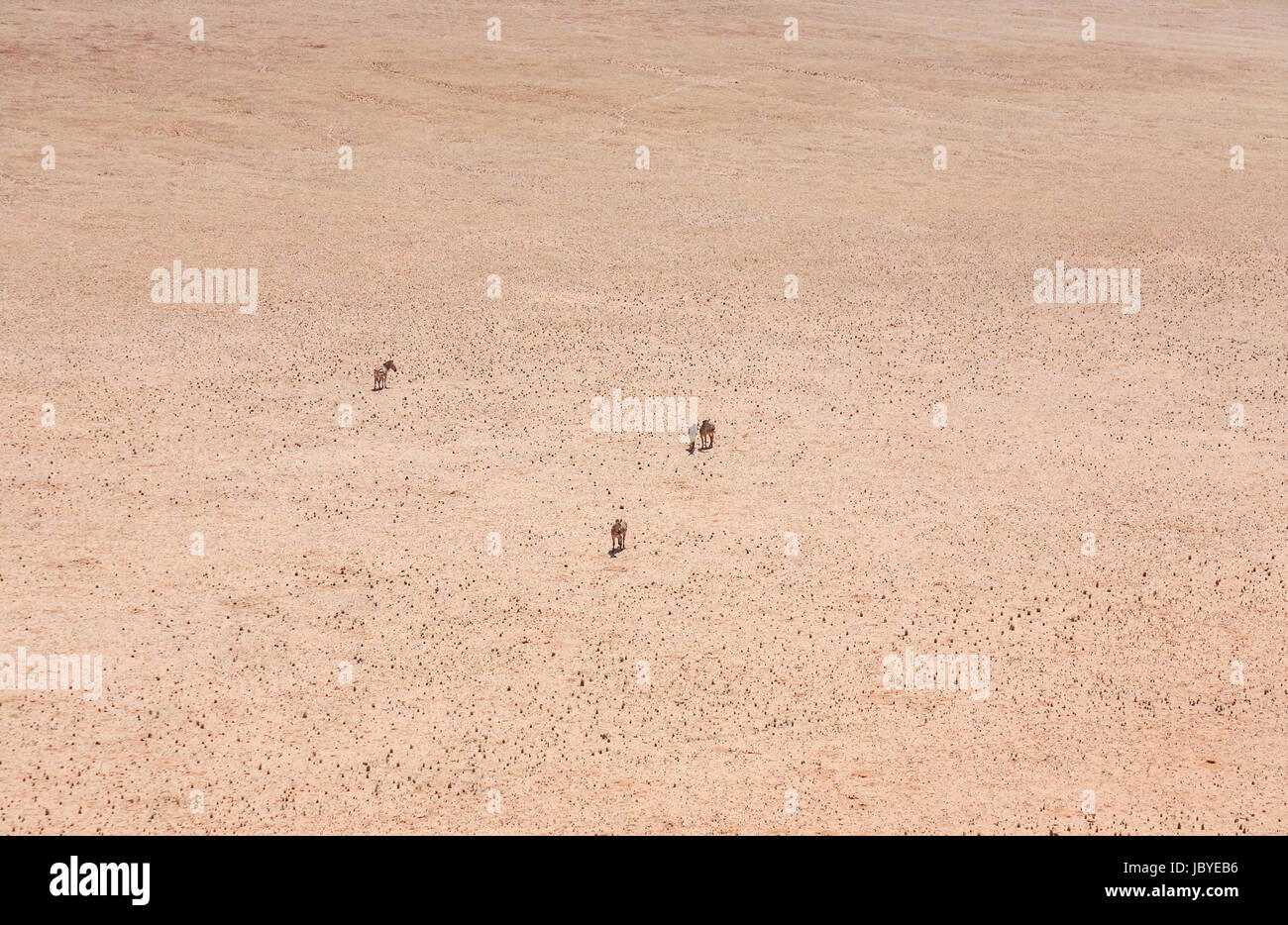 Verwüstung, Entfernung: vier Bergzebra (Equus Zebra) stehen in der Ukelei brennend heiß, strukturlose Namib-Wüste, Namibia, Südwest-Afrika Stockfoto