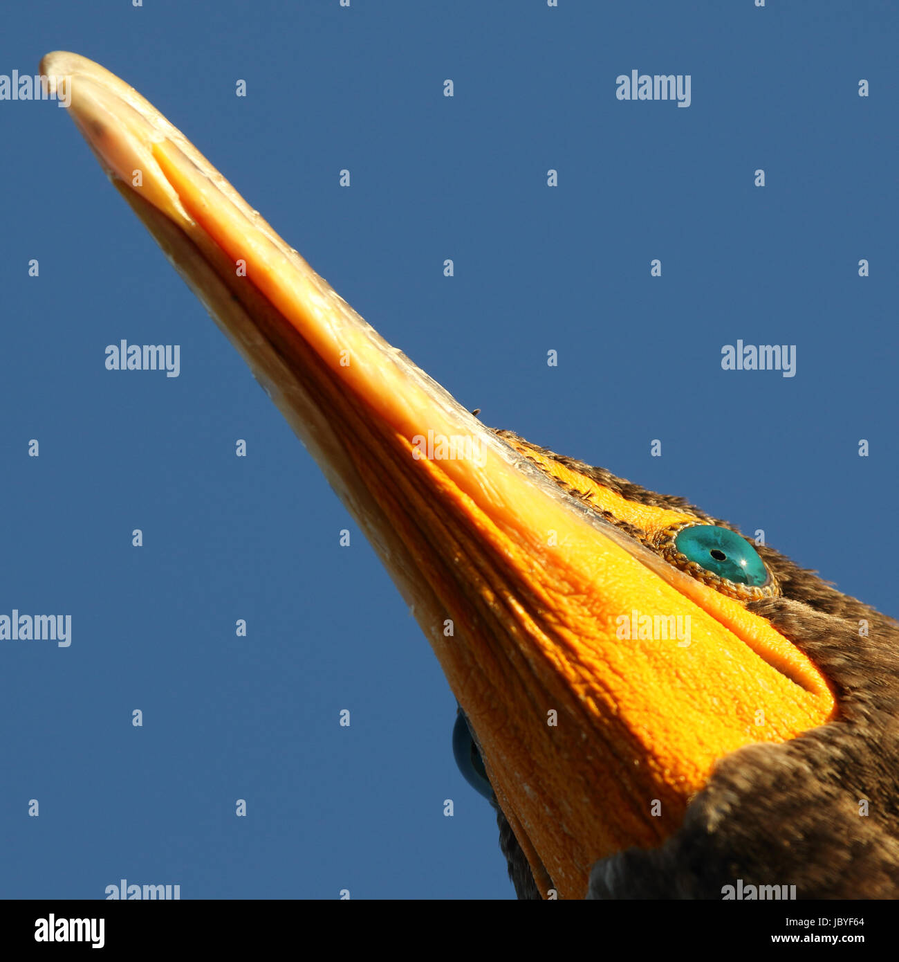 Ein kreatives Portrait einer Double-Crested Cormorant in die Everglades von Florida. Stockfoto