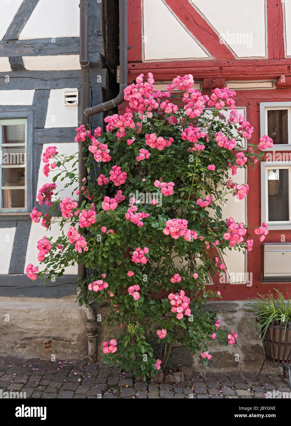 Rosenbusch vor der Fachwerkhaus Stockfoto