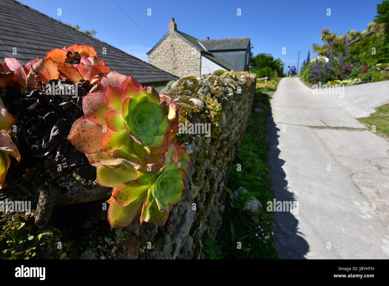 Üppige Vegetation in Bryher, Scilly Islea. Stockfoto