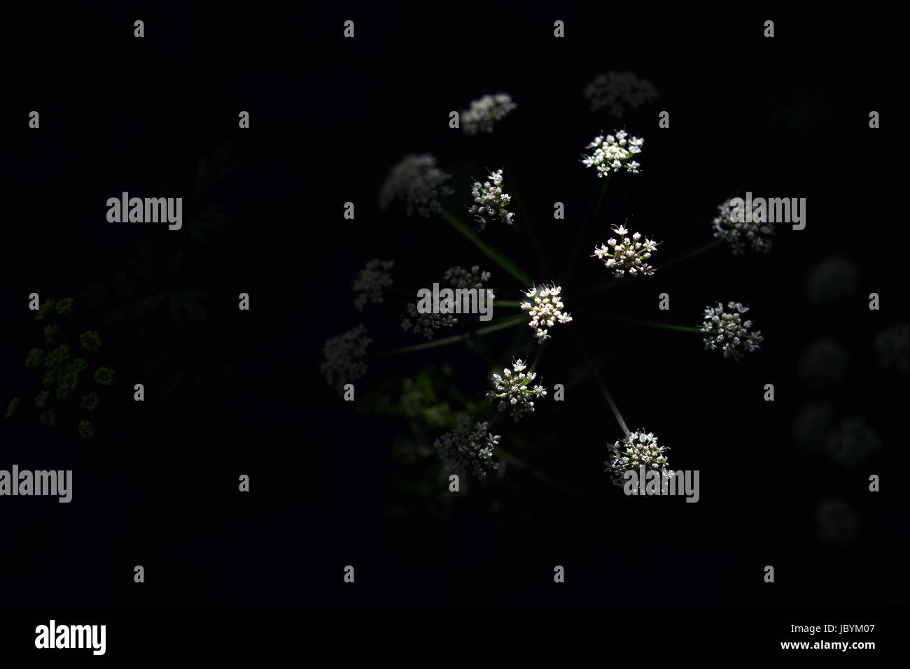 Kuh-Petersilie-Blumen im gefleckten Schatten Stockfoto