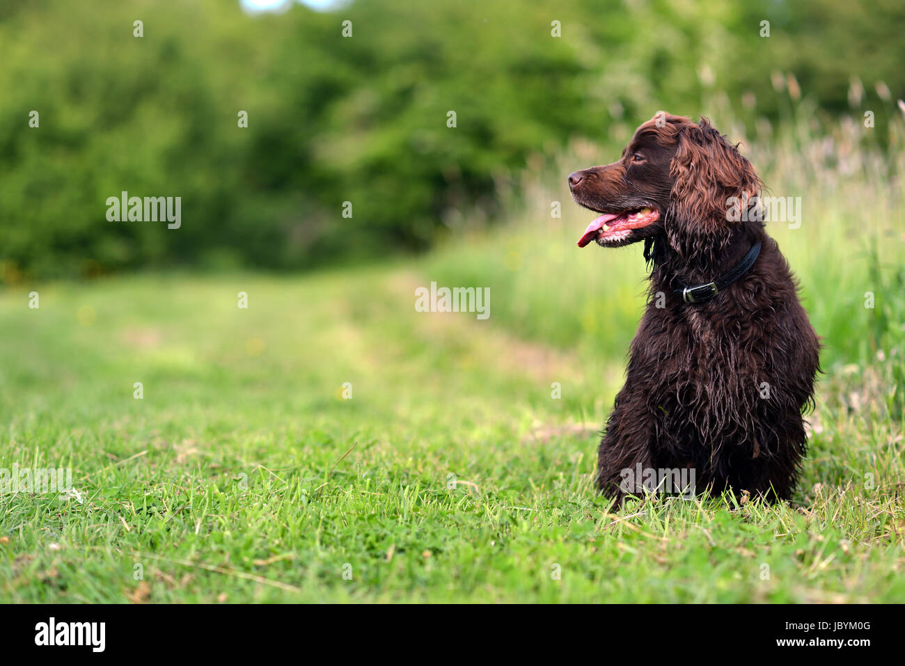 Arbeiten Cocker Spaniel lange Gras Stockfoto