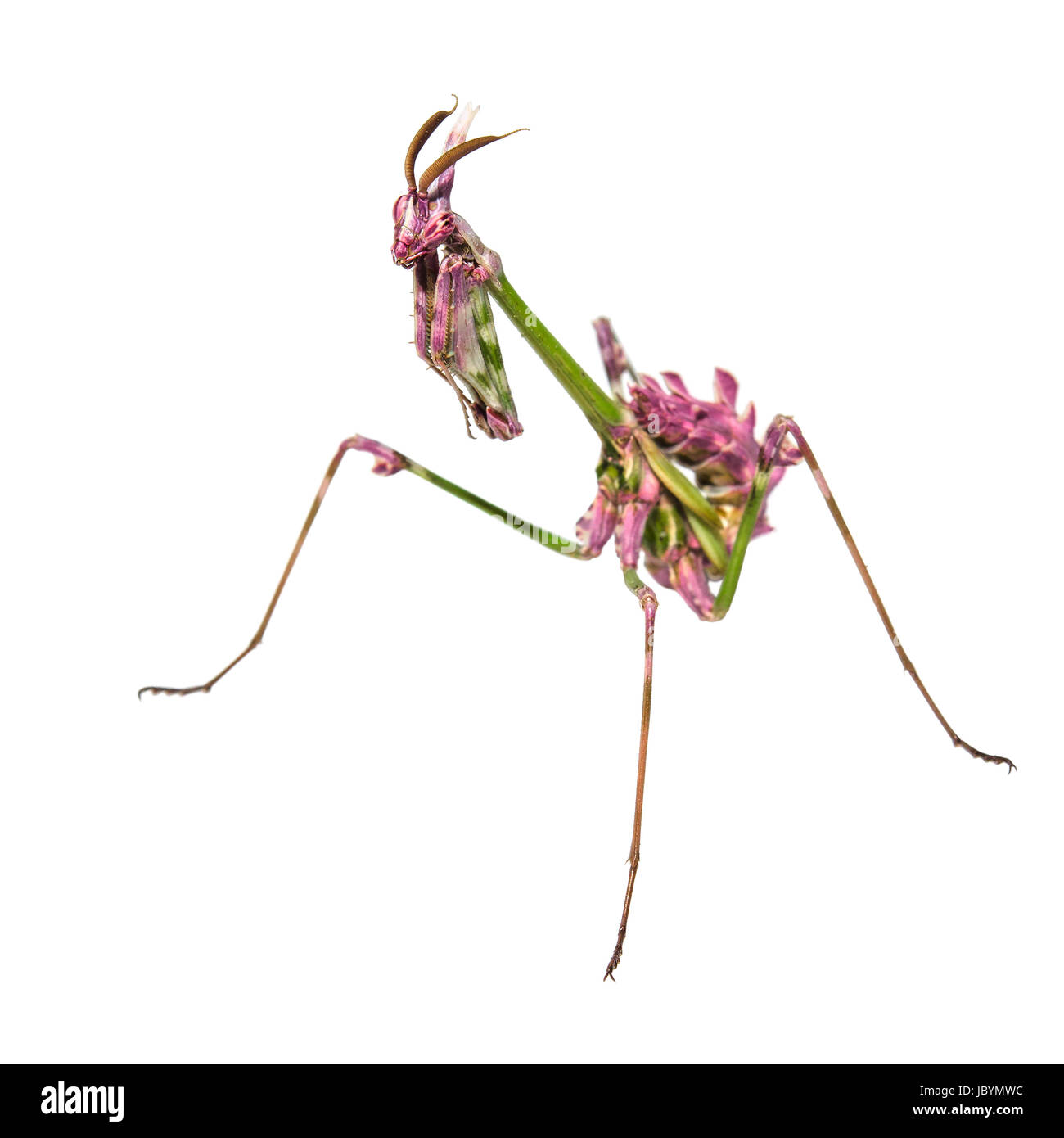 Aliens bereits auf Erden Fangbeine Insekt Mantis im Gebet Pose isoliert auf weiss Stockfoto