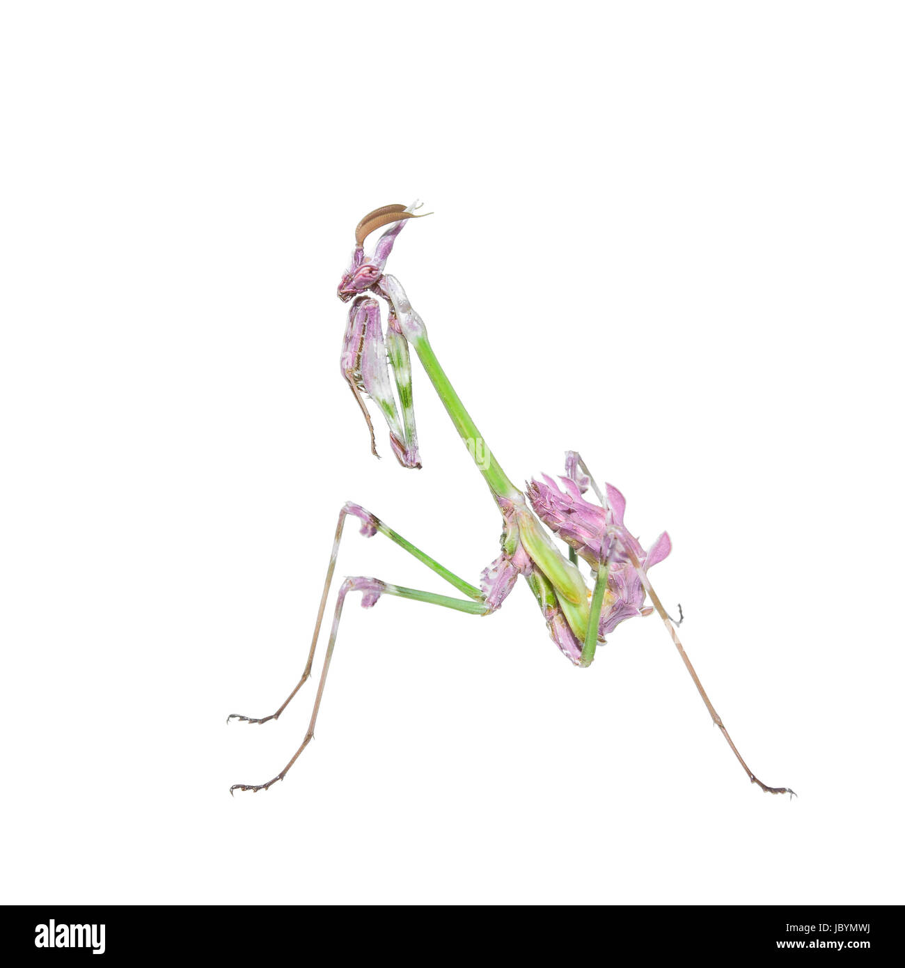 Lebendige bunten tropischen Raptor Insekten Mantis bei der Bekämpfung der Haltung isoliert auf weiss Stockfoto