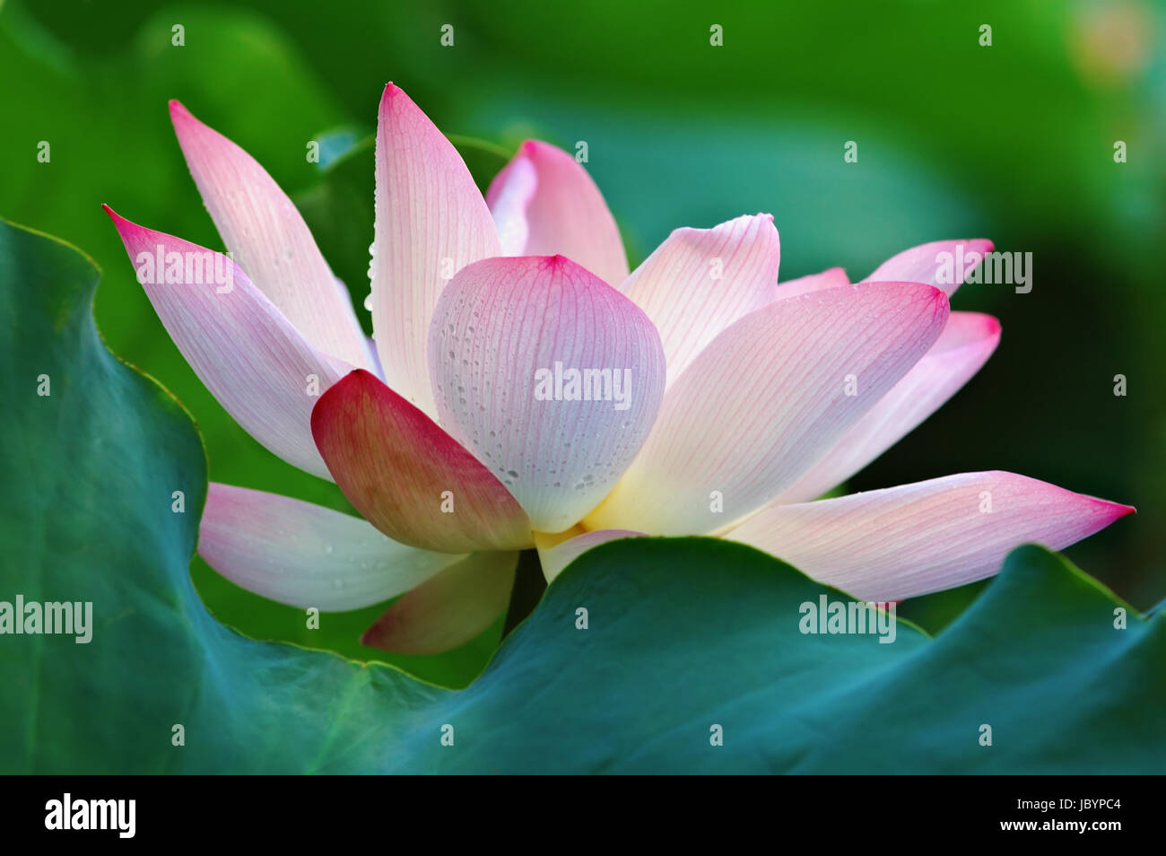 Entfaltung der Lotusblüte hinter eine Gier-Pad (Blatt) Stockfoto