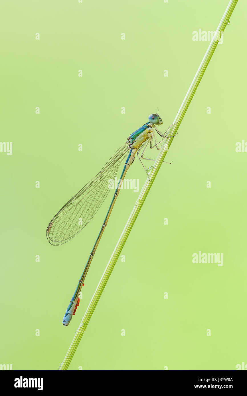 Eine männliche Segge Sprite (Nehalennia Irene) Damselfly hockt auf einem Pflanzenstängel. Stockfoto