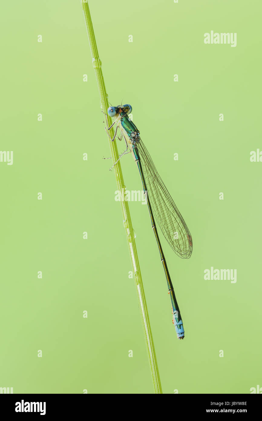 Eine männliche Segge Sprite (Nehalennia Irene) Damselfly hockt auf einem Pflanzenstängel. Stockfoto