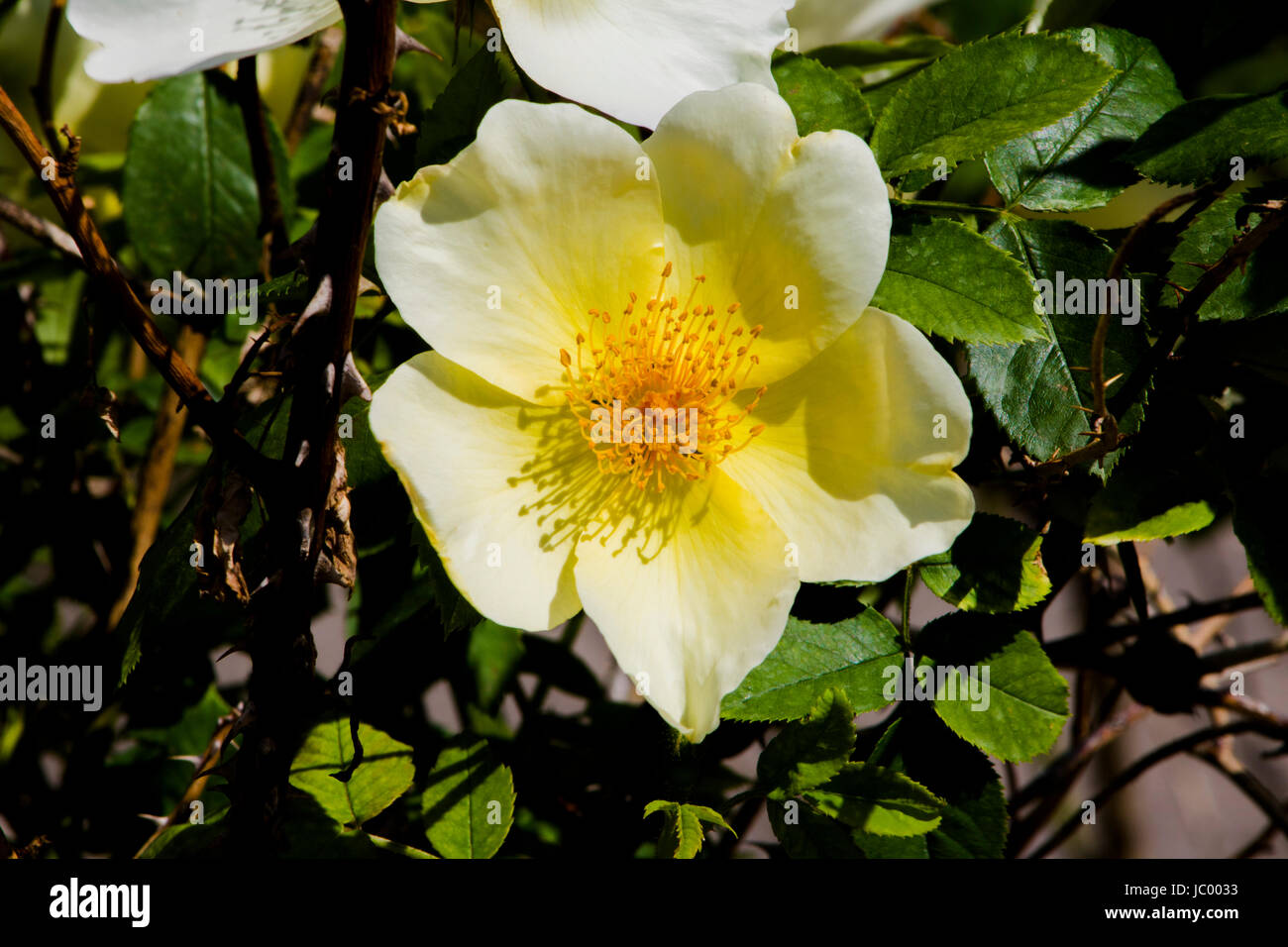 Park von Rosen - Columbus, OH, USA Stockfoto