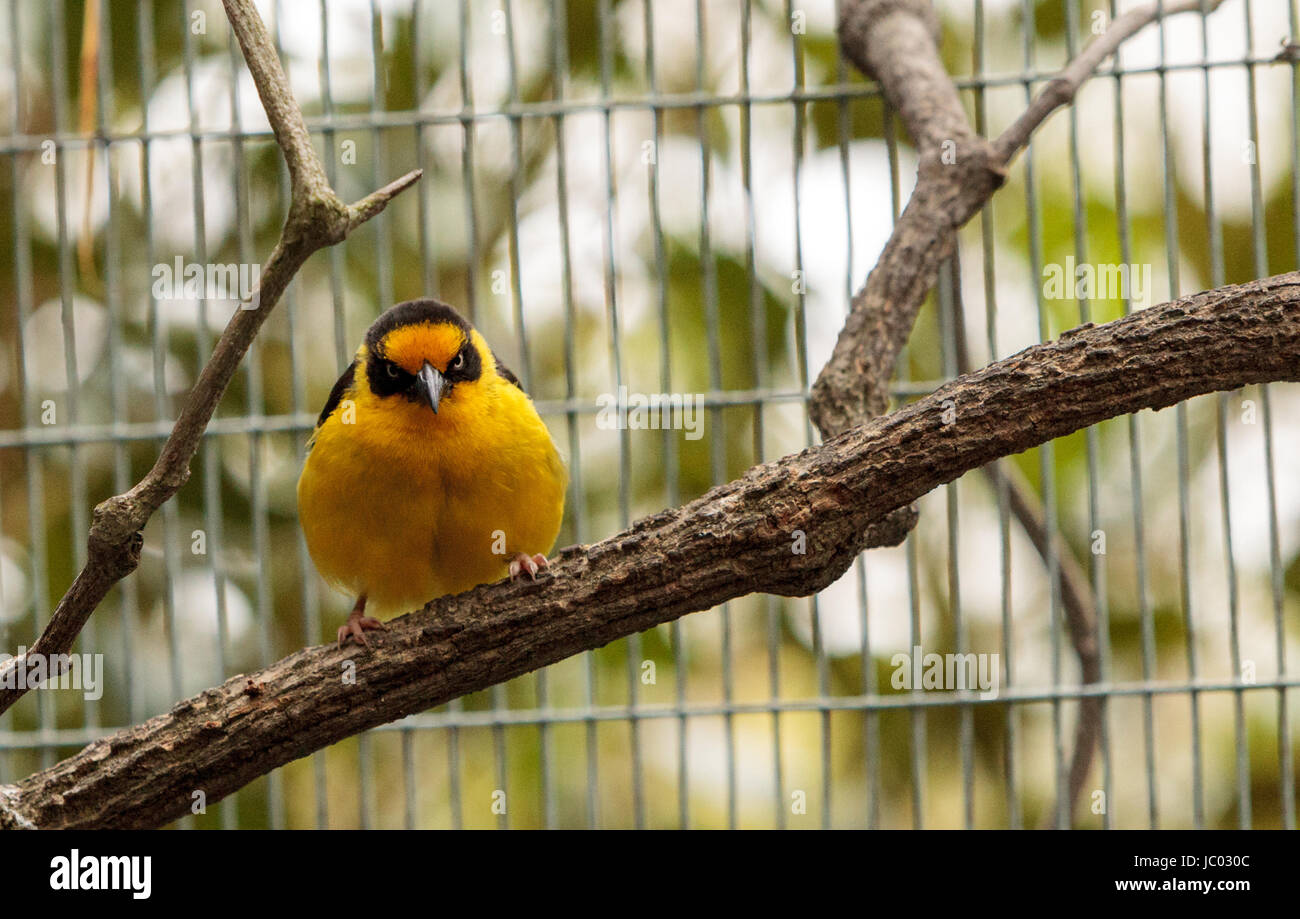 Afrikanische Pirol ist ein leuchtend gelber Vogel mit einer schwarzen ...