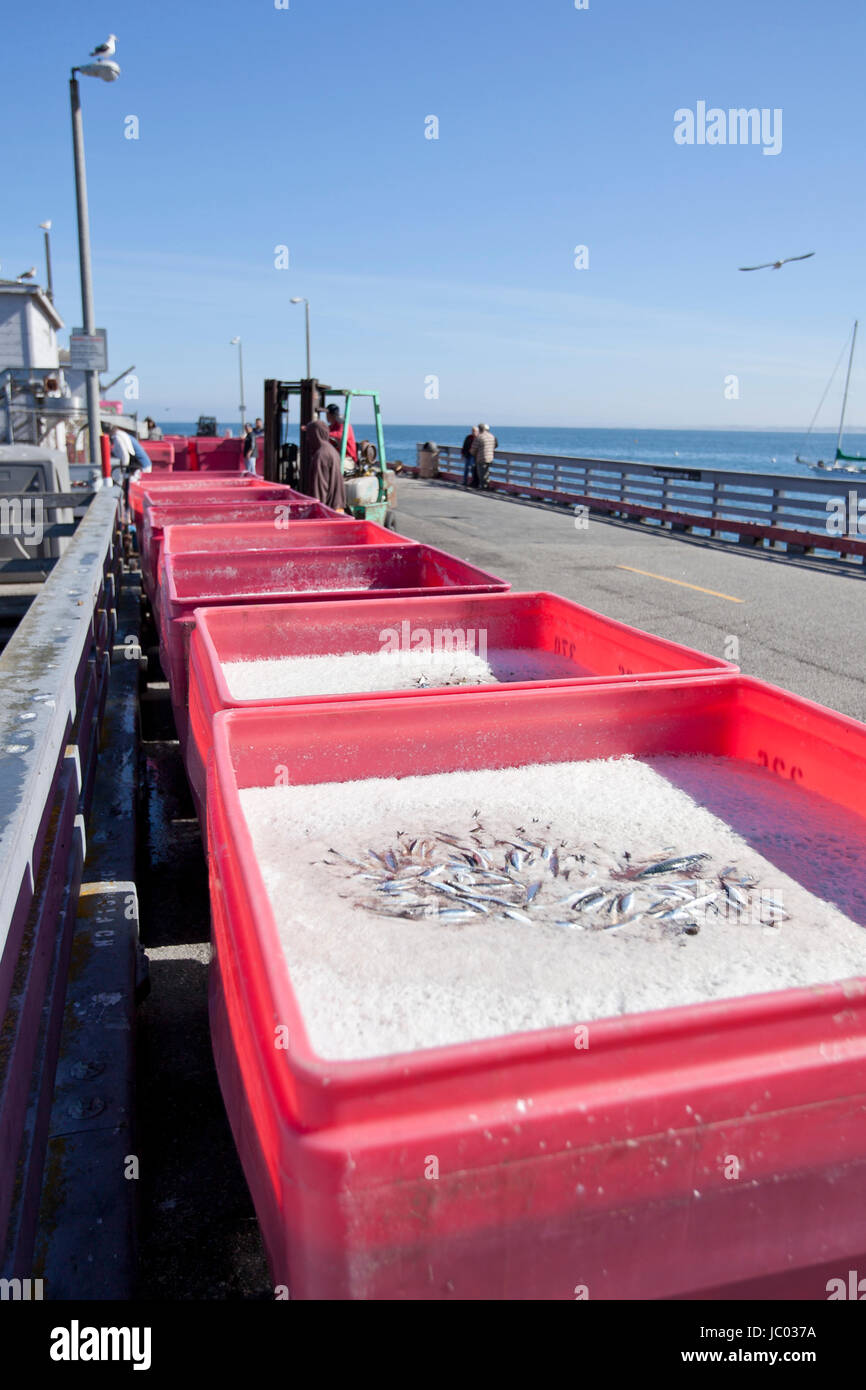 North American Pacific Hering fangen in Containern - Monterey, Kalifornien USA Stockfoto