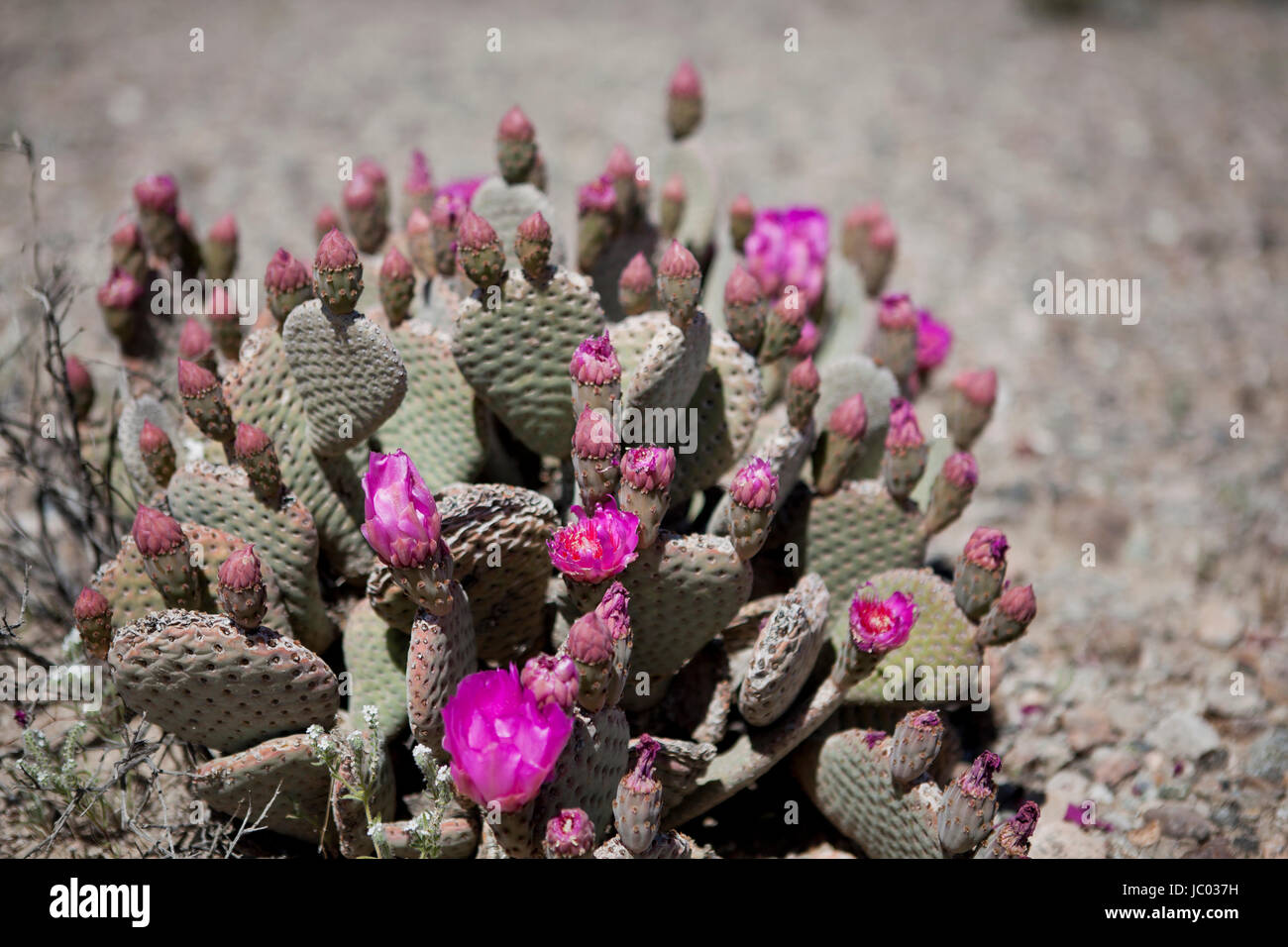 Beavertail Kaktus Blumen (Optuntia) - Mojave-Wüste, Kalifornien USA Stockfoto