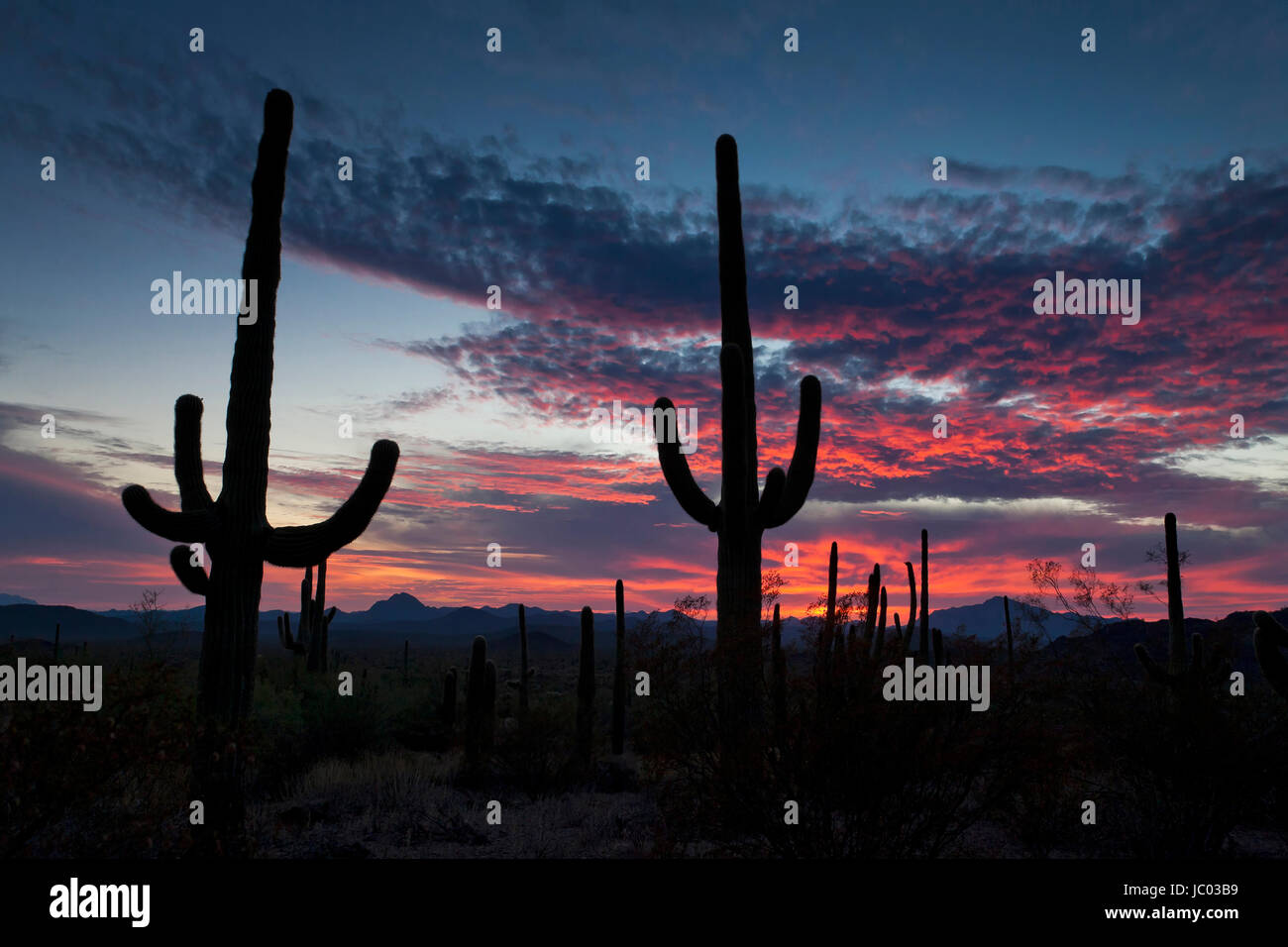 Saguaro Kaktus (Carnegiea Gigantea) Silhouette gegen Sonnenuntergang (Wüstenlandschaft) - Arizona USA Stockfoto