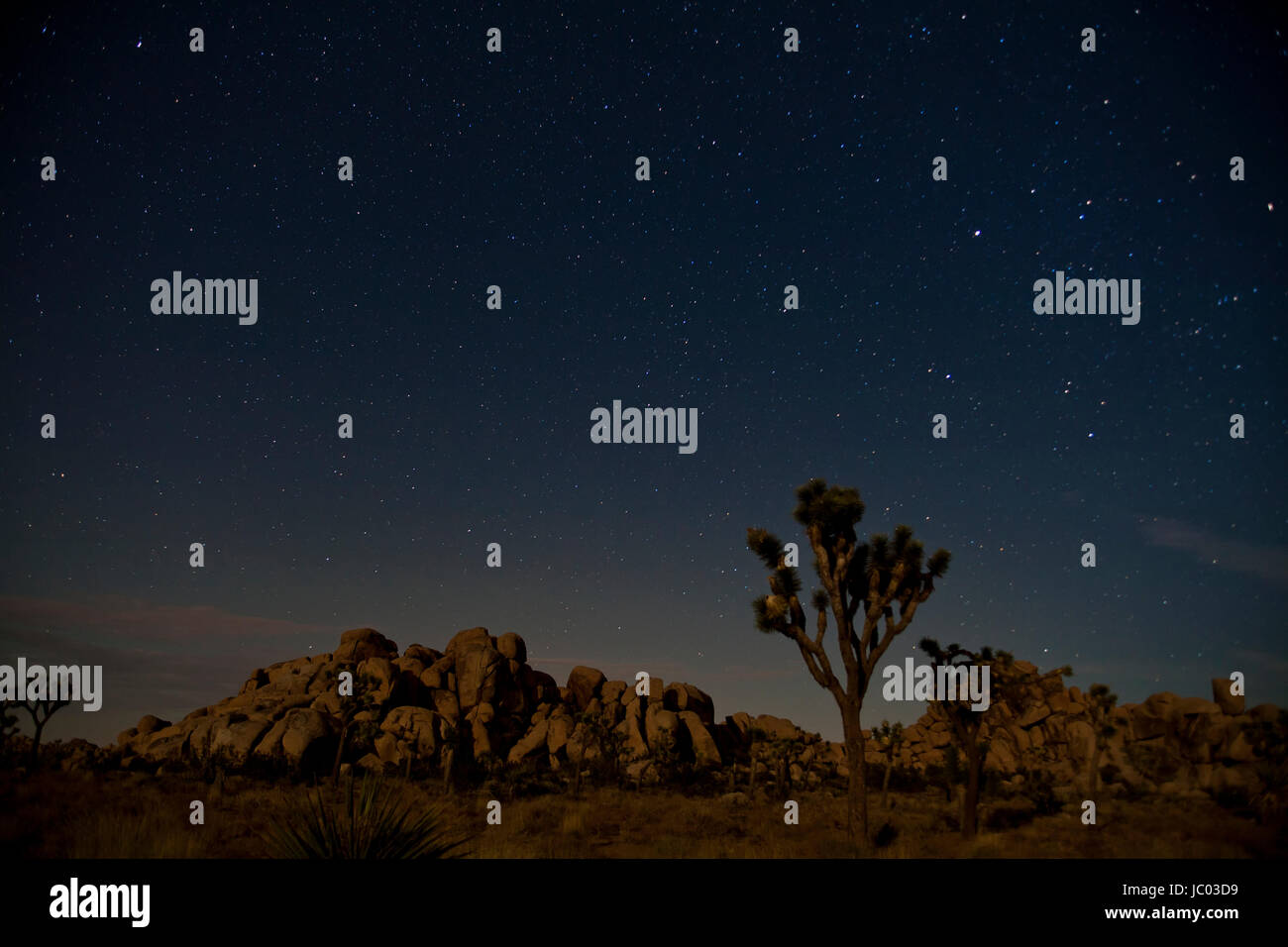 Joshua Bäume unter sternenklaren Nacht (Nacht in der Wüste Landschaft) - Joshua Tree National Park, Kalifornien USA Stockfoto