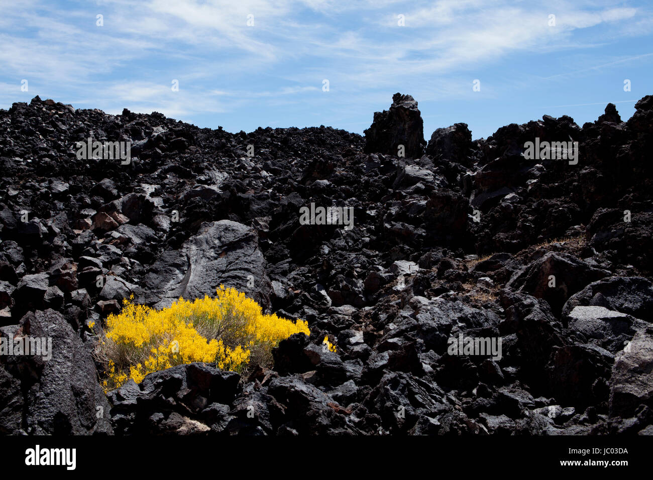 (Brittlebush Encella farinosa) wachsende auf dunklen Lava Rock Formation - Mojave Wüste, Kalifornien, USA Stockfoto